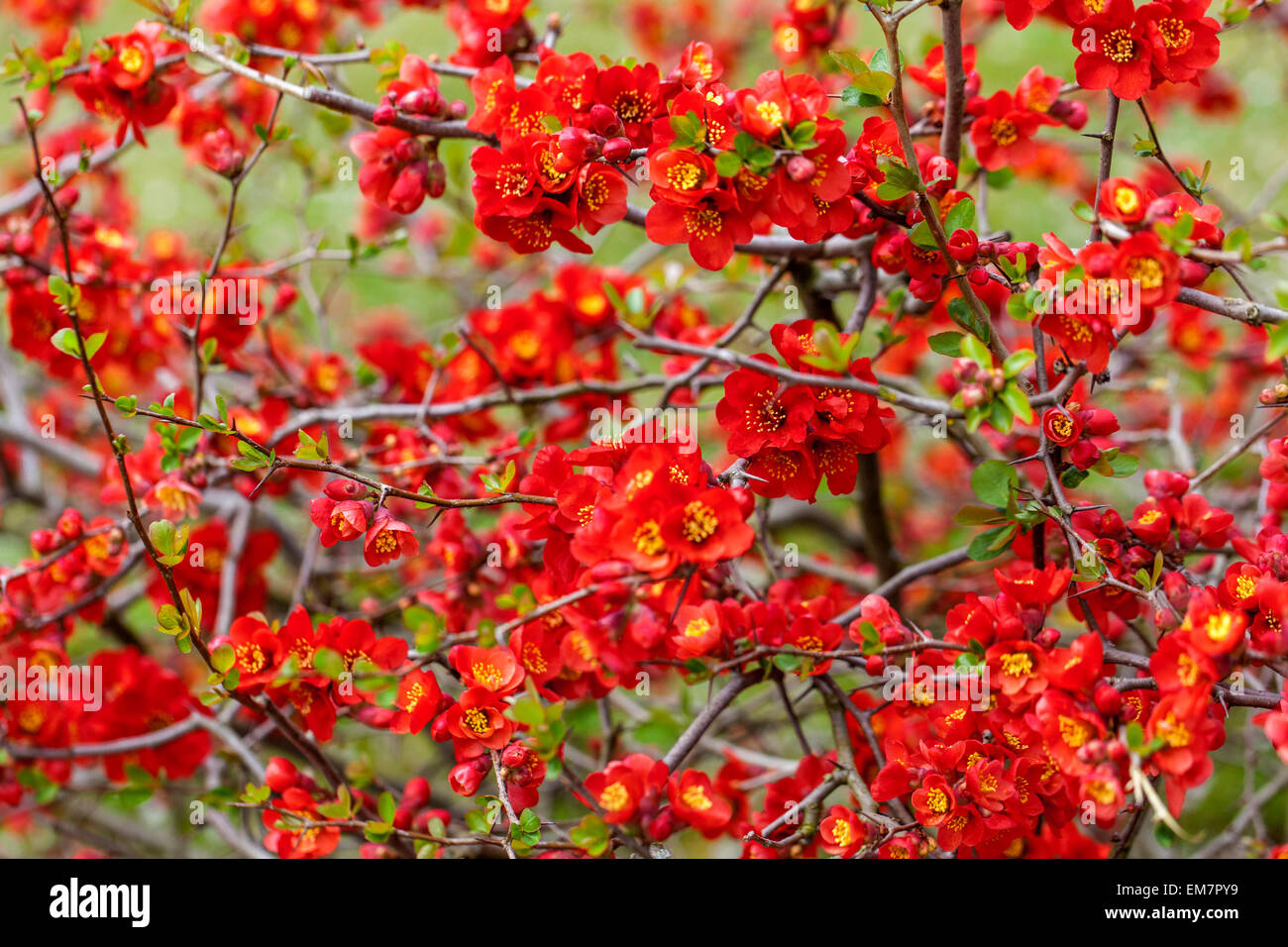 Arbuste à floraison printanière Rouge Chaenomeles x superba 'Nicoline' fleurs de coing japonais Chaenomeles 'Nicoline' fleurs sur branches Banque D'Images