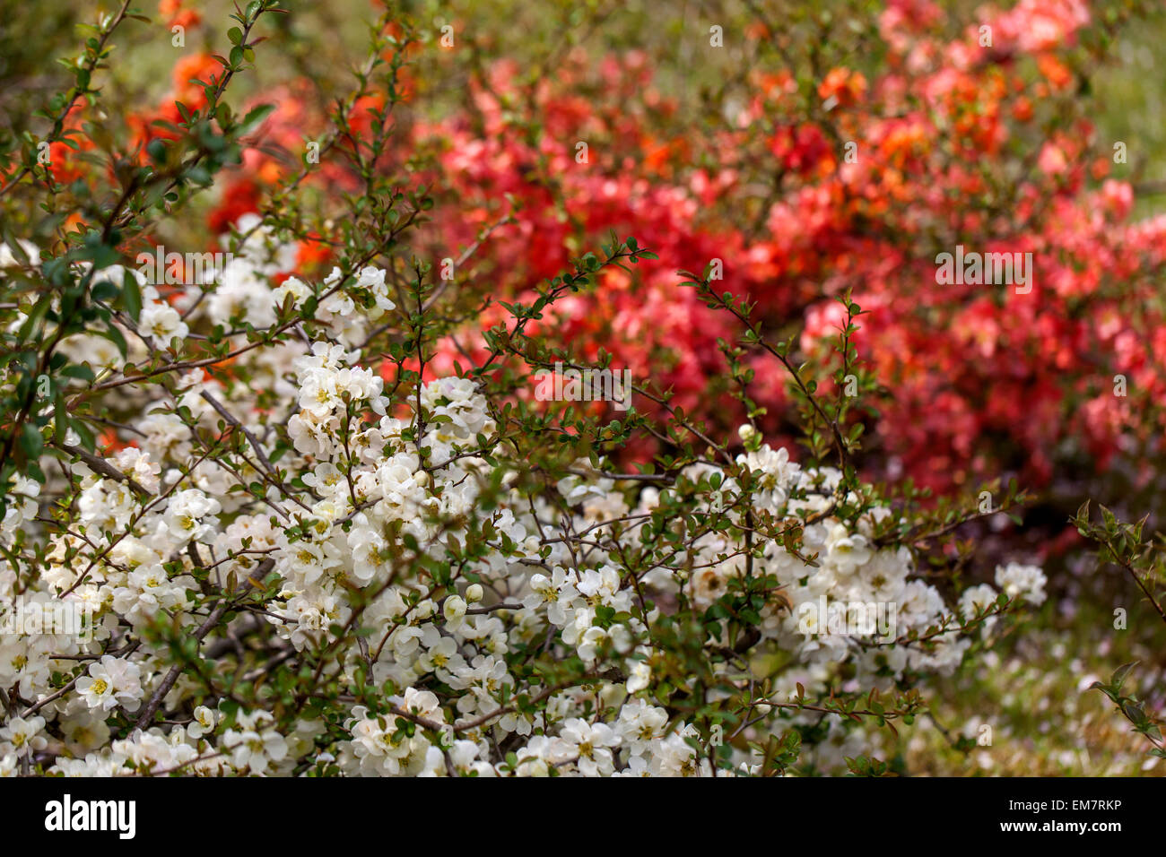 Fleurs de coing Chaenomeles japonica arbustes fleuris au début du printemps fleurs de jardin Banque D'Images