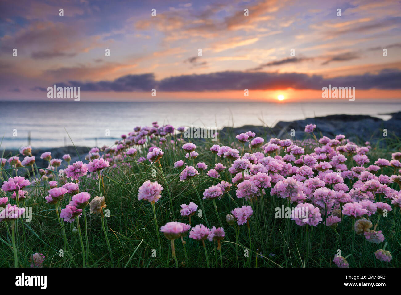 Fleurs roses par la mer au coucher du soleil . Île de Barra, Hébrides extérieures, en Écosse Banque D'Images