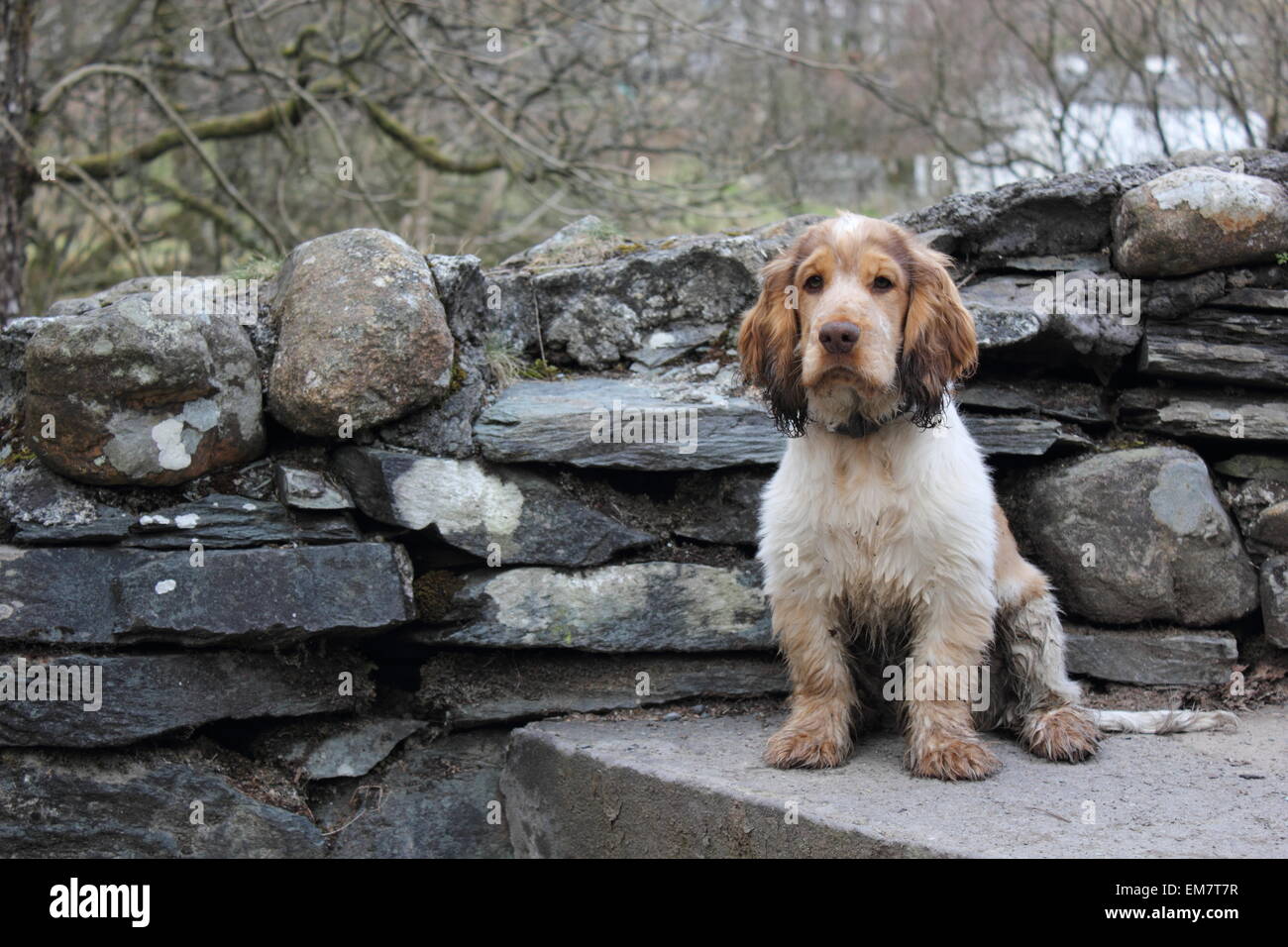 Chiot cocker boueux assis sur un pas Banque D'Images