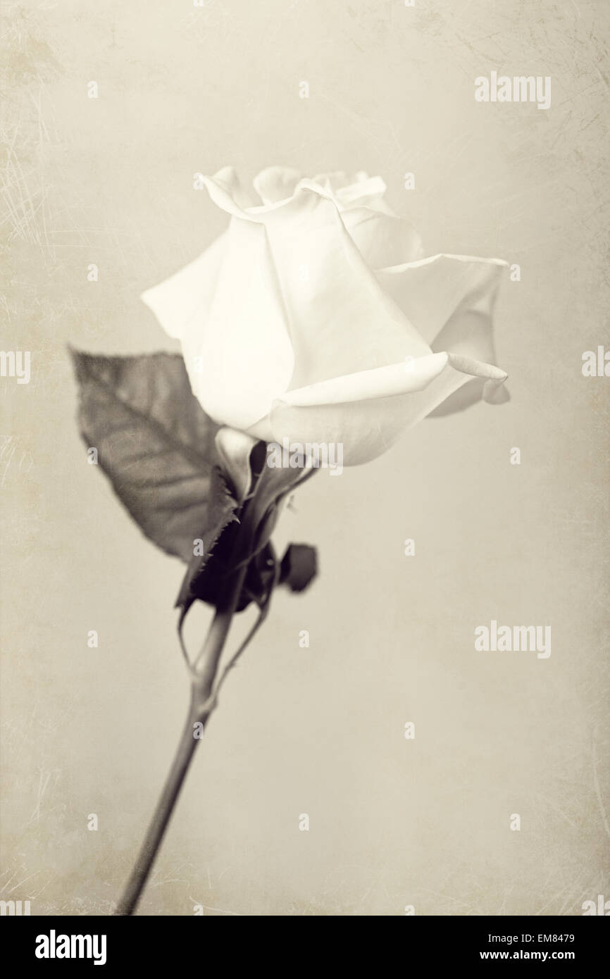 Rose blanche Banque D'Images