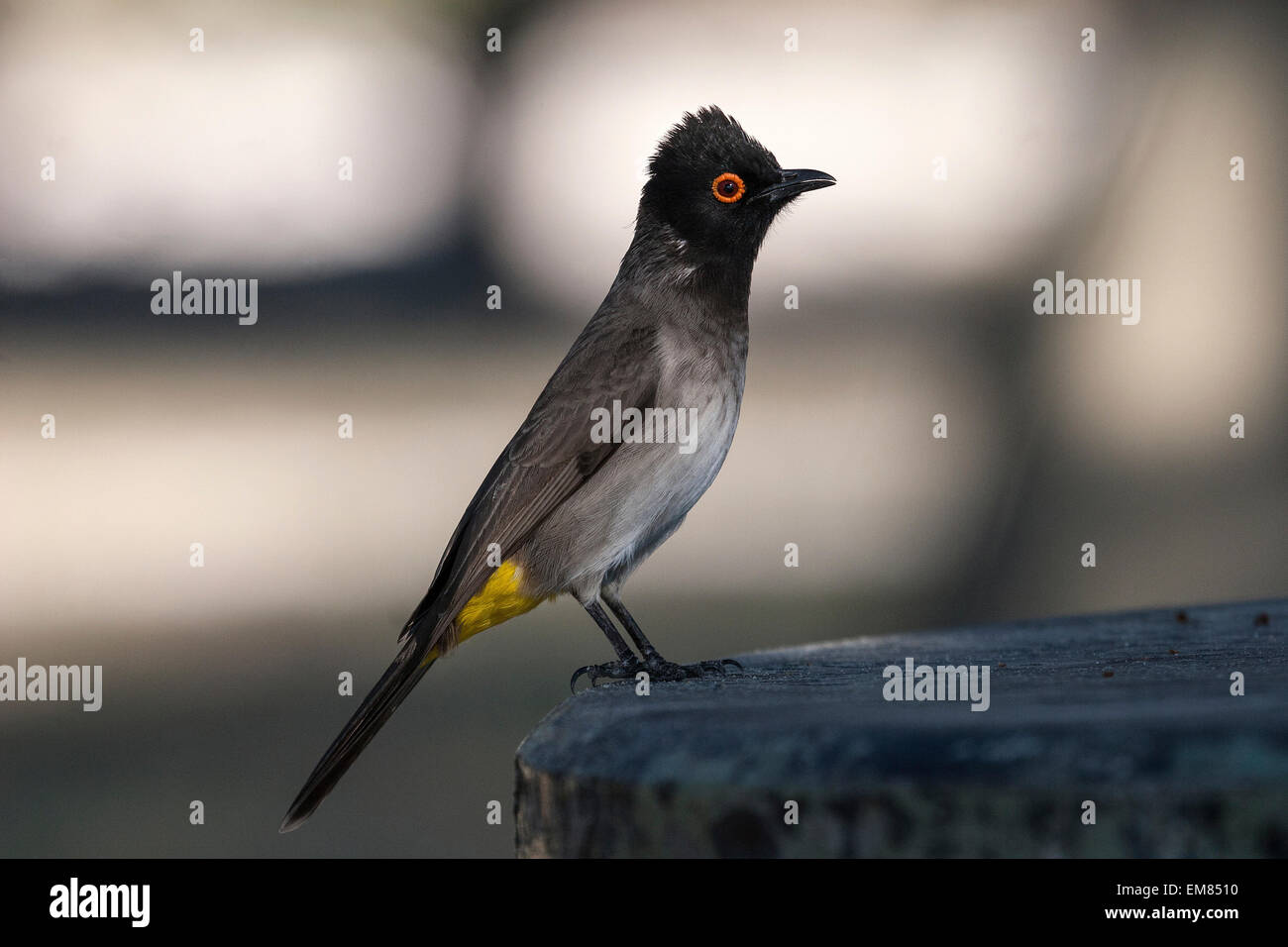 Red-eyed bulbul africains (Pycnonotus nigricans), Namutoni Camp, Etosha National Park, Namibie Banque D'Images