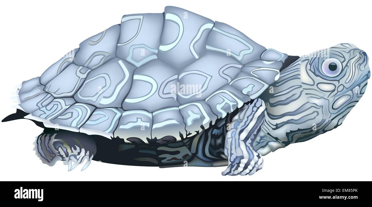 Tortue géographique Illustration de Vecteur