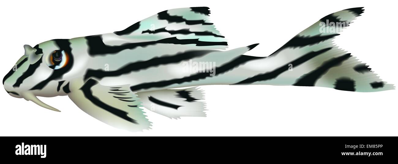 Les poissons d'Aquarium à rayures Illustration de Vecteur