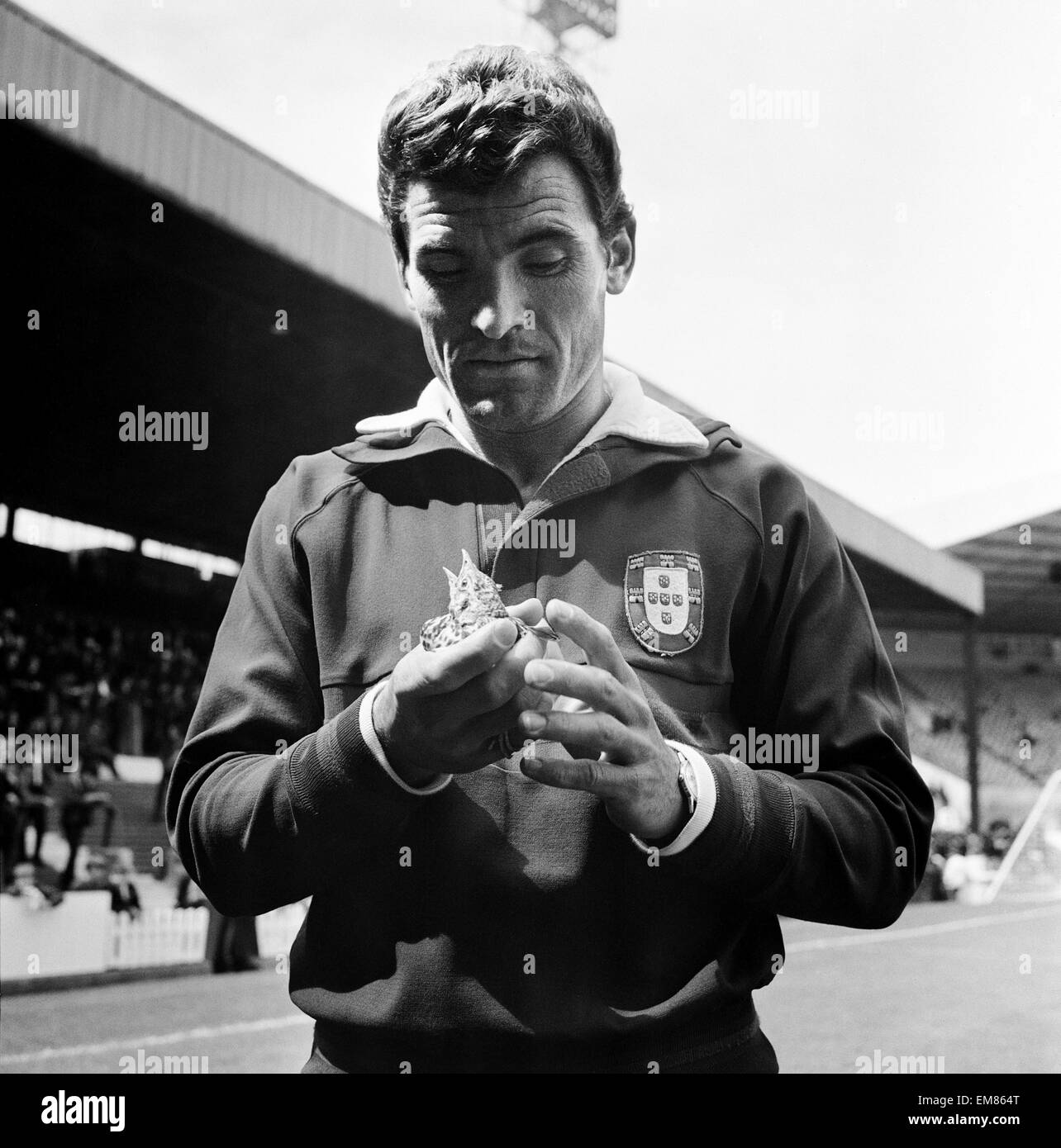 Premier tour de la Coupe du Monde Groupe Trois match à Old Trafford. Portugal 3 v Bulgarie 0. Avant le match, J Morais du Portugal va à l'aide d'une grive sur le terrain d'Old Trafford. 16 juillet 1966. Banque D'Images