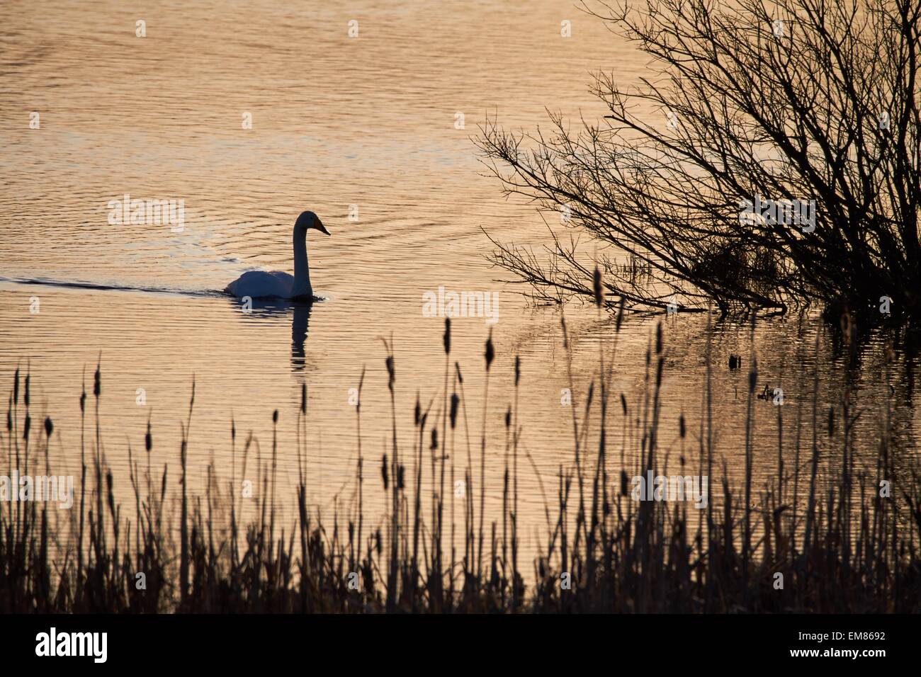 Natation swan slihouette dans la lumière matinale du soleil levant. Banque D'Images