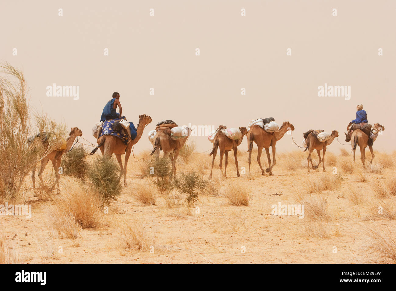 Caravane de chameaux touareg près de Tombouctou, Mali Banque D'Images