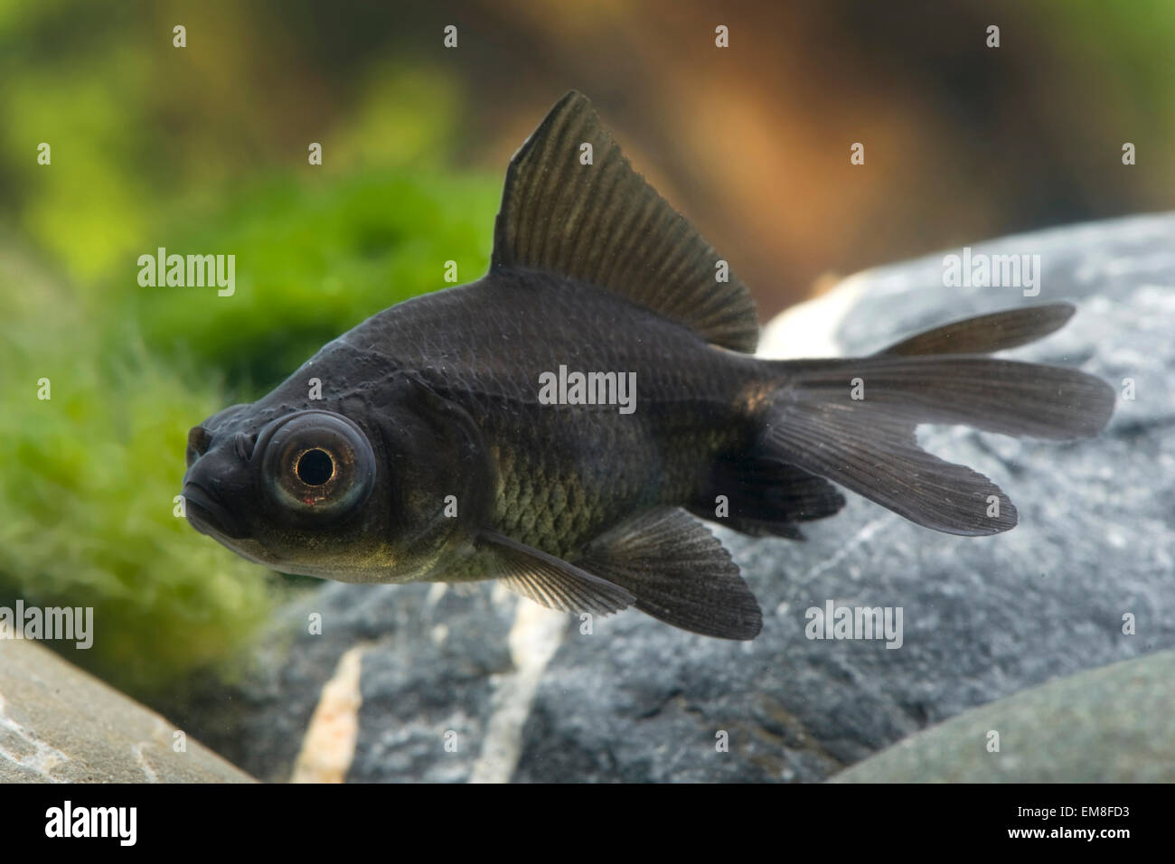 Carassius auratus Lune Noire,Poisson Rouge,Goldfisch Banque D'Images