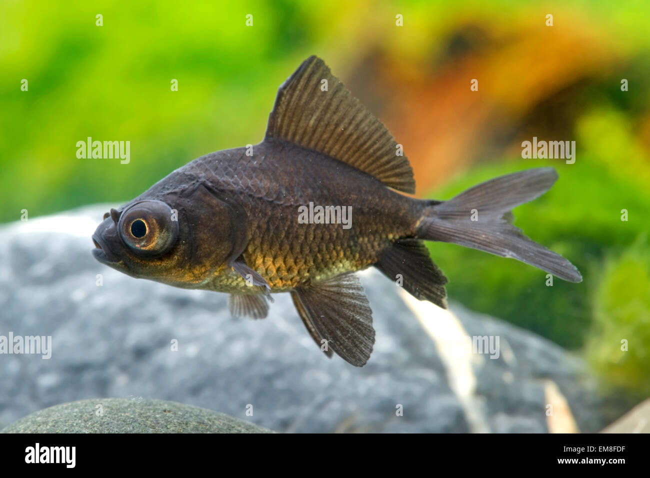 Carassius auratus Lune Noire,Poisson Rouge,Goldfisch Banque D'Images