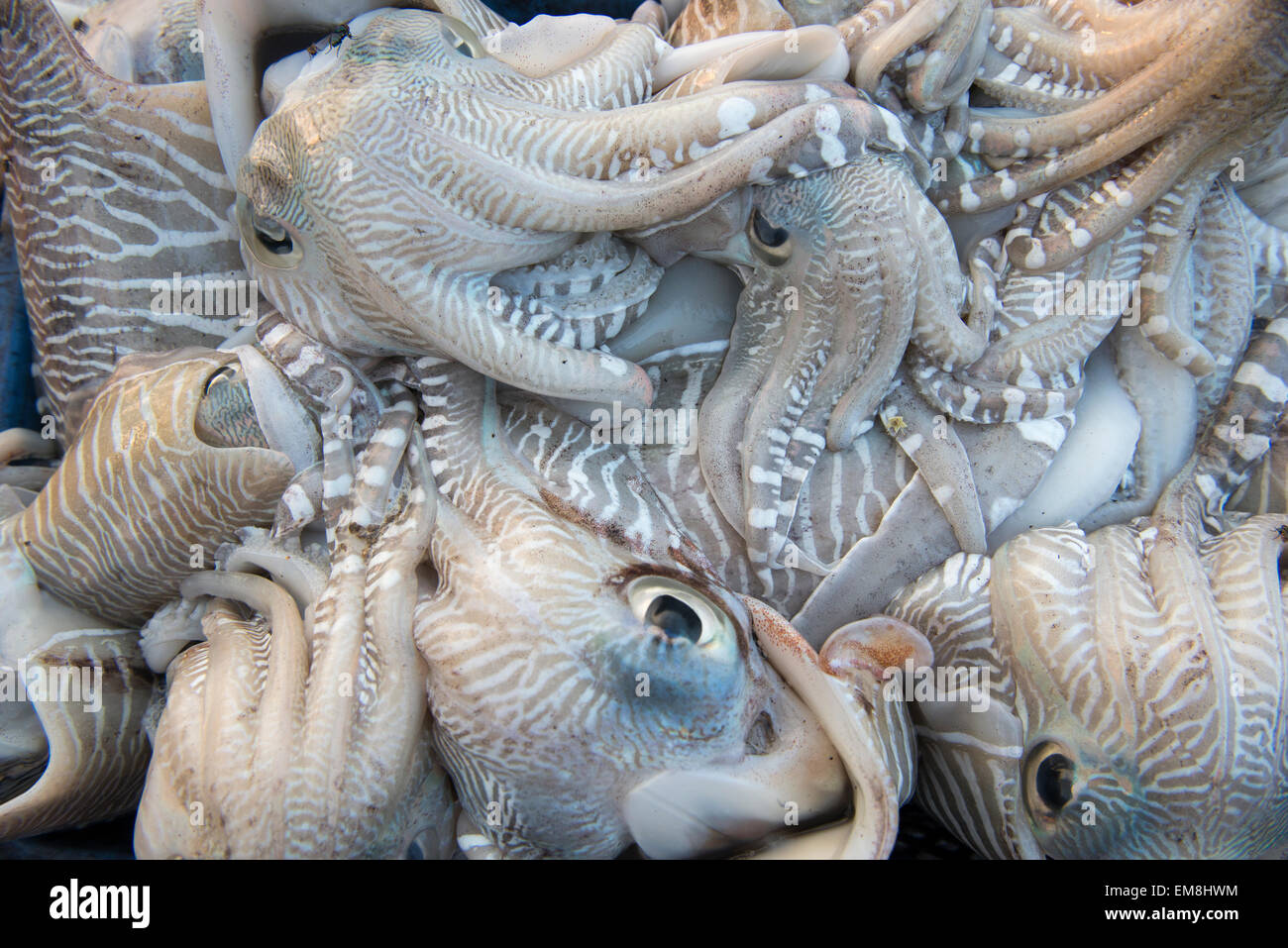 Close up de poissons frais et de calmars prêts à être vendus dans le port de Fort Kochi, Kerala Inde Banque D'Images