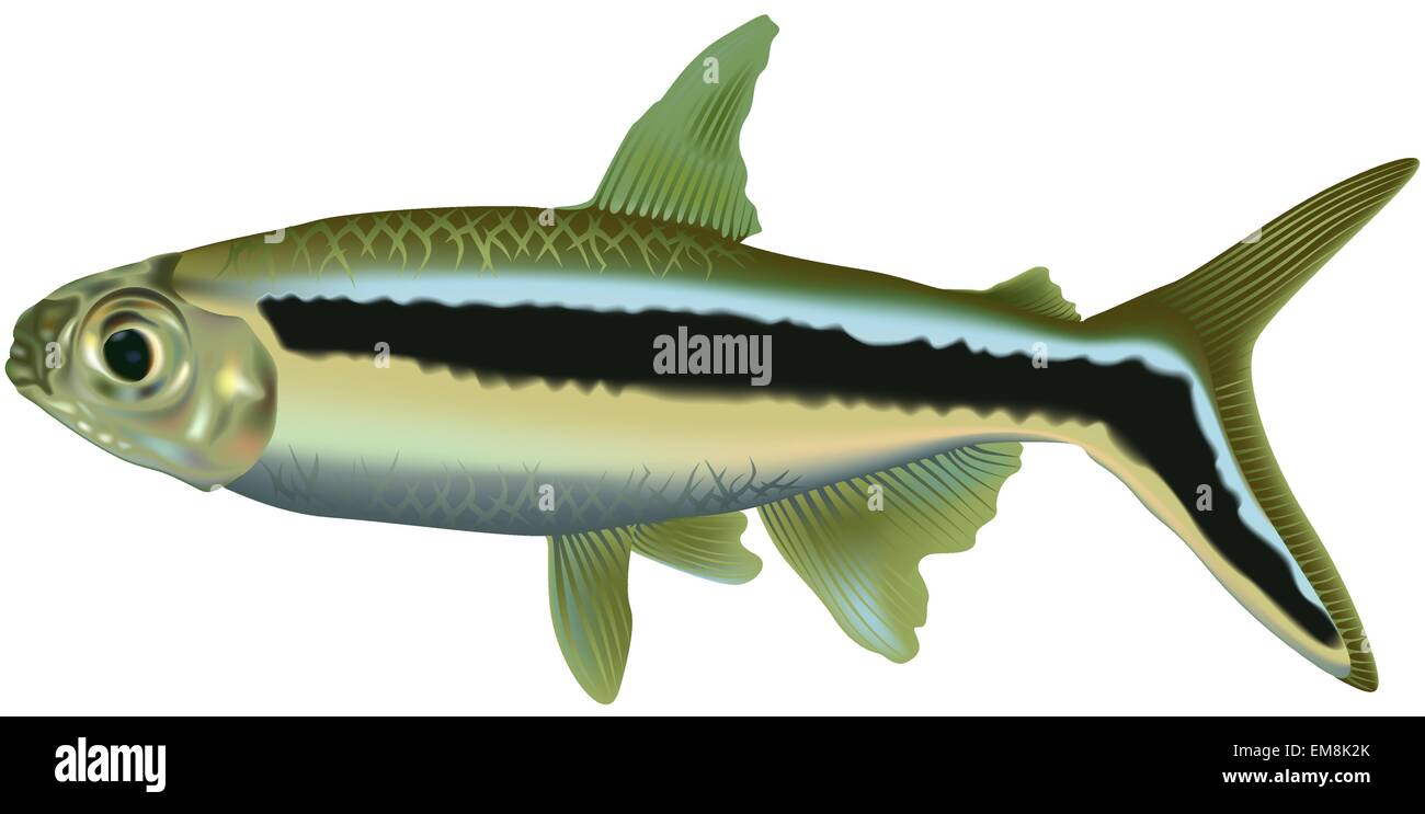 Poissons d’aquarium Illustration de Vecteur
