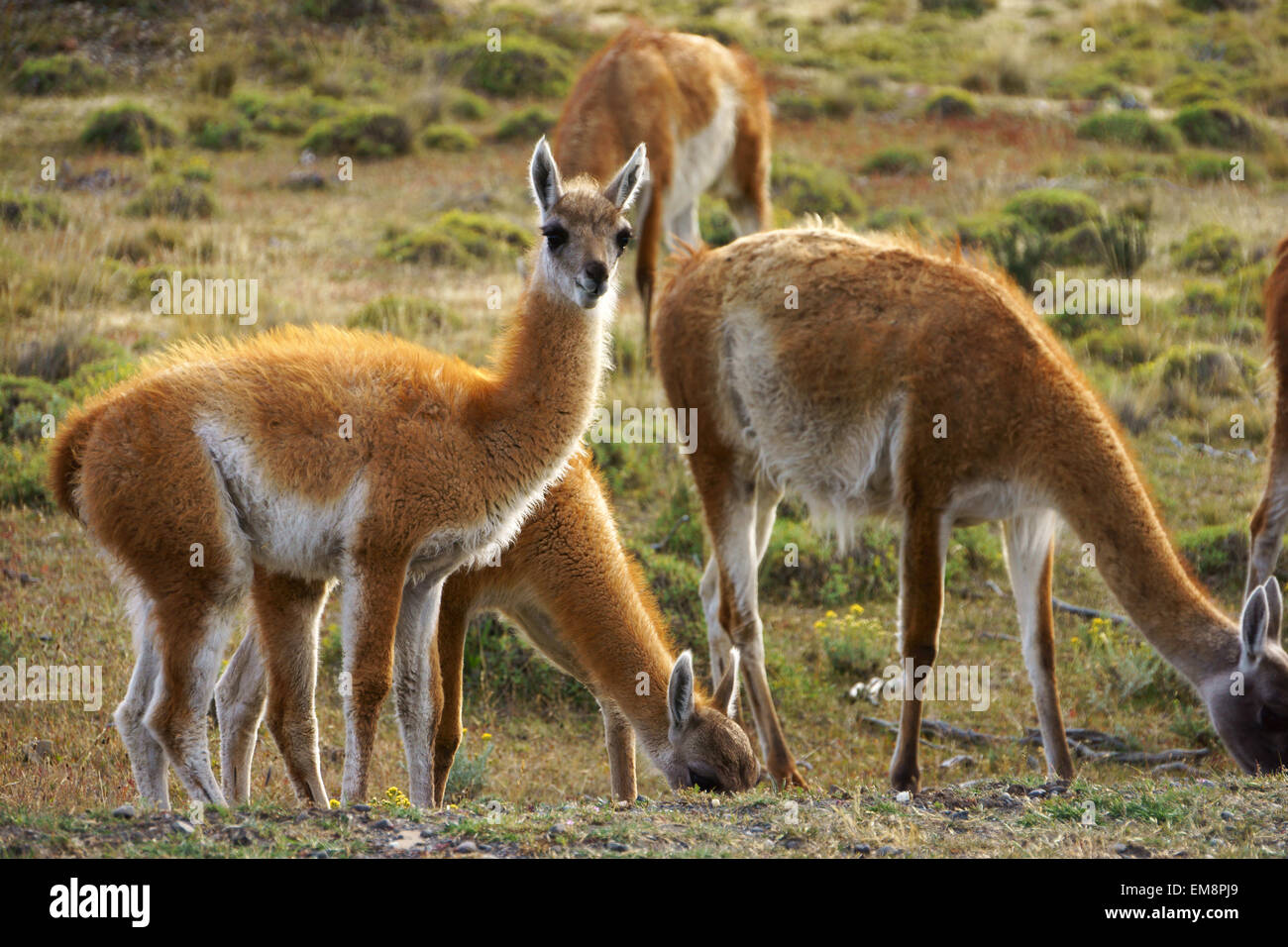 Guanacos dans le Parc National Torres del Paine, Patagonie, Chili Banque D'Images