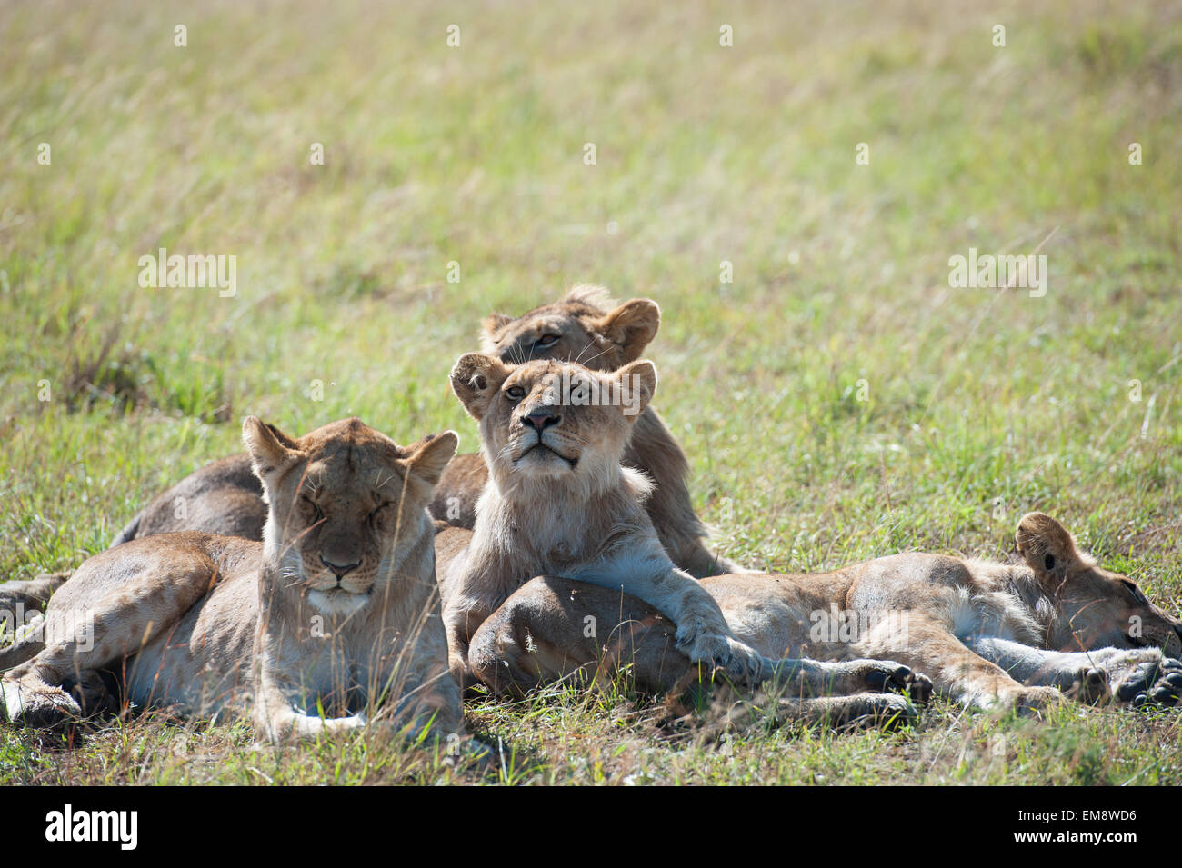 Lion dans la Masai Mara Banque D'Images