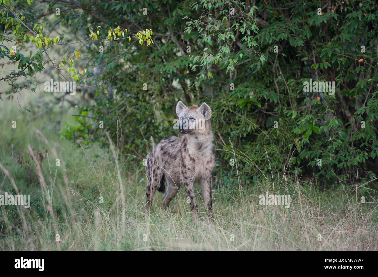 Les hyènes dans la savane de l'Afrique Banque D'Images