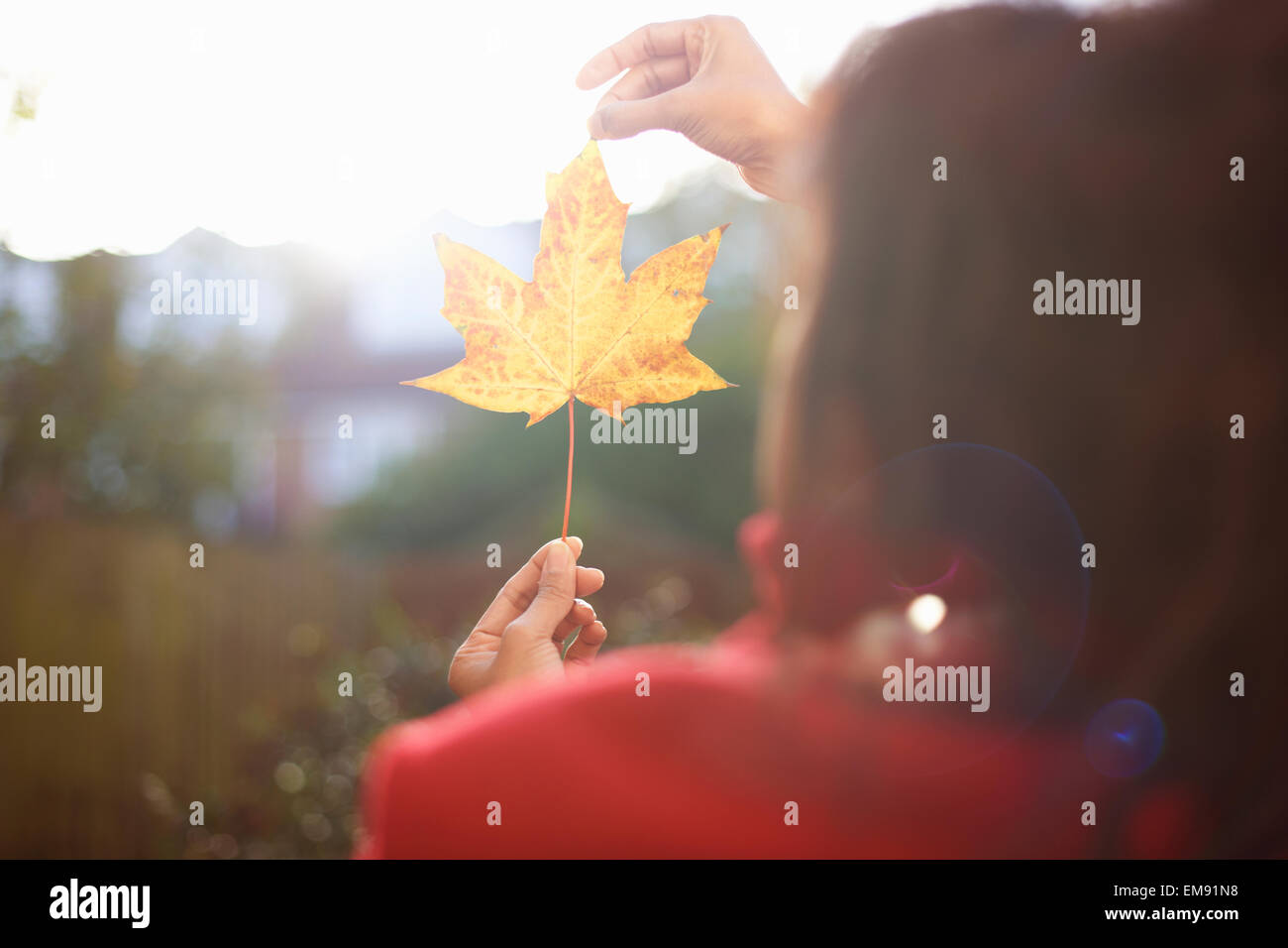 Les mains de womans holding up autumn leaf in sunlit park Banque D'Images