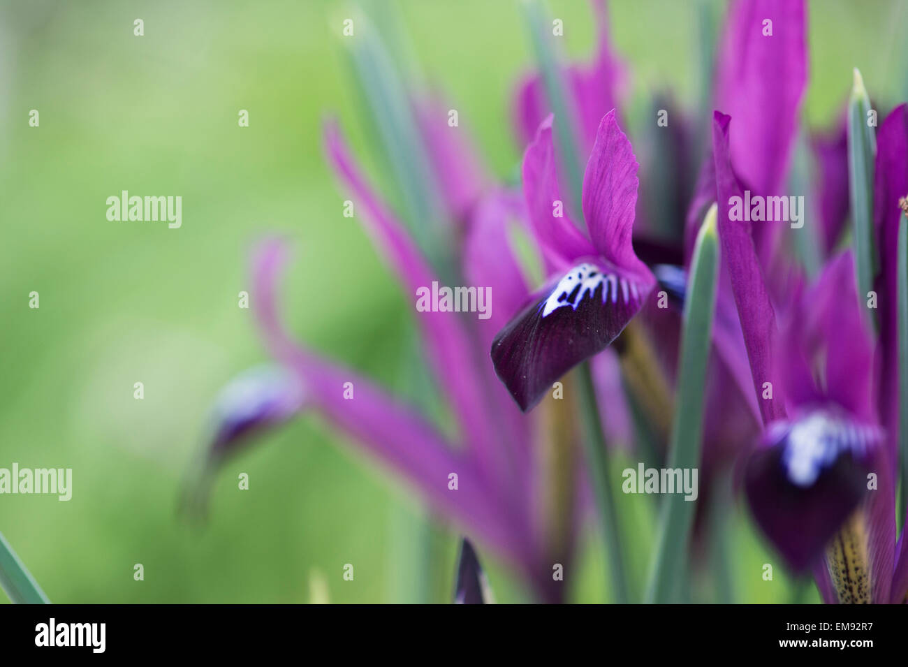 Iris reticulata Purple Gem. Iris nain Banque D'Images