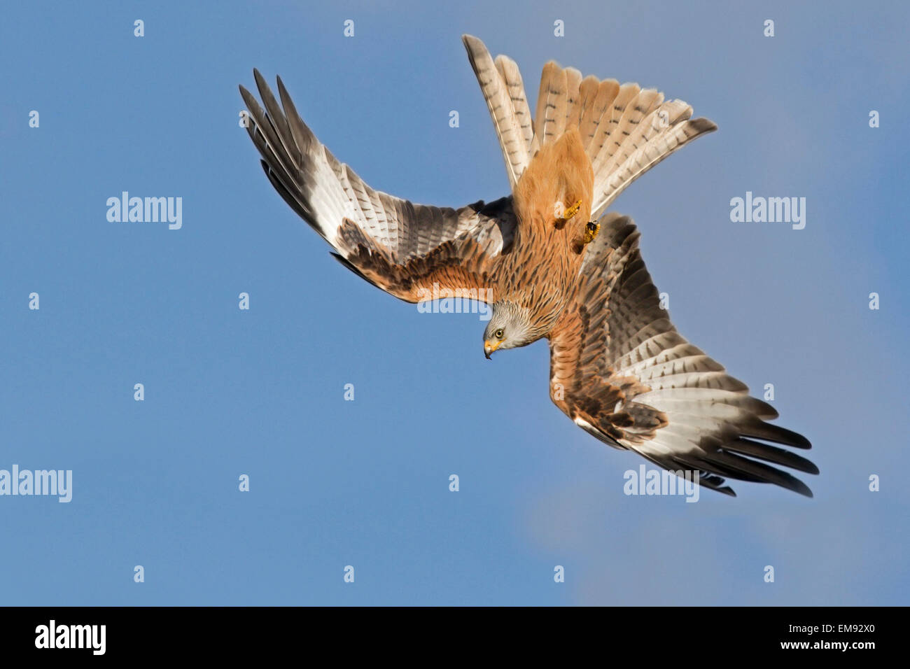 La voltige acrobatique, bec, oiseau, bleu, Cymru, fard, plumes, d'alimentation, vol, troupeau, voler, voler, flyingraptor, concert, raymondie Banque D'Images