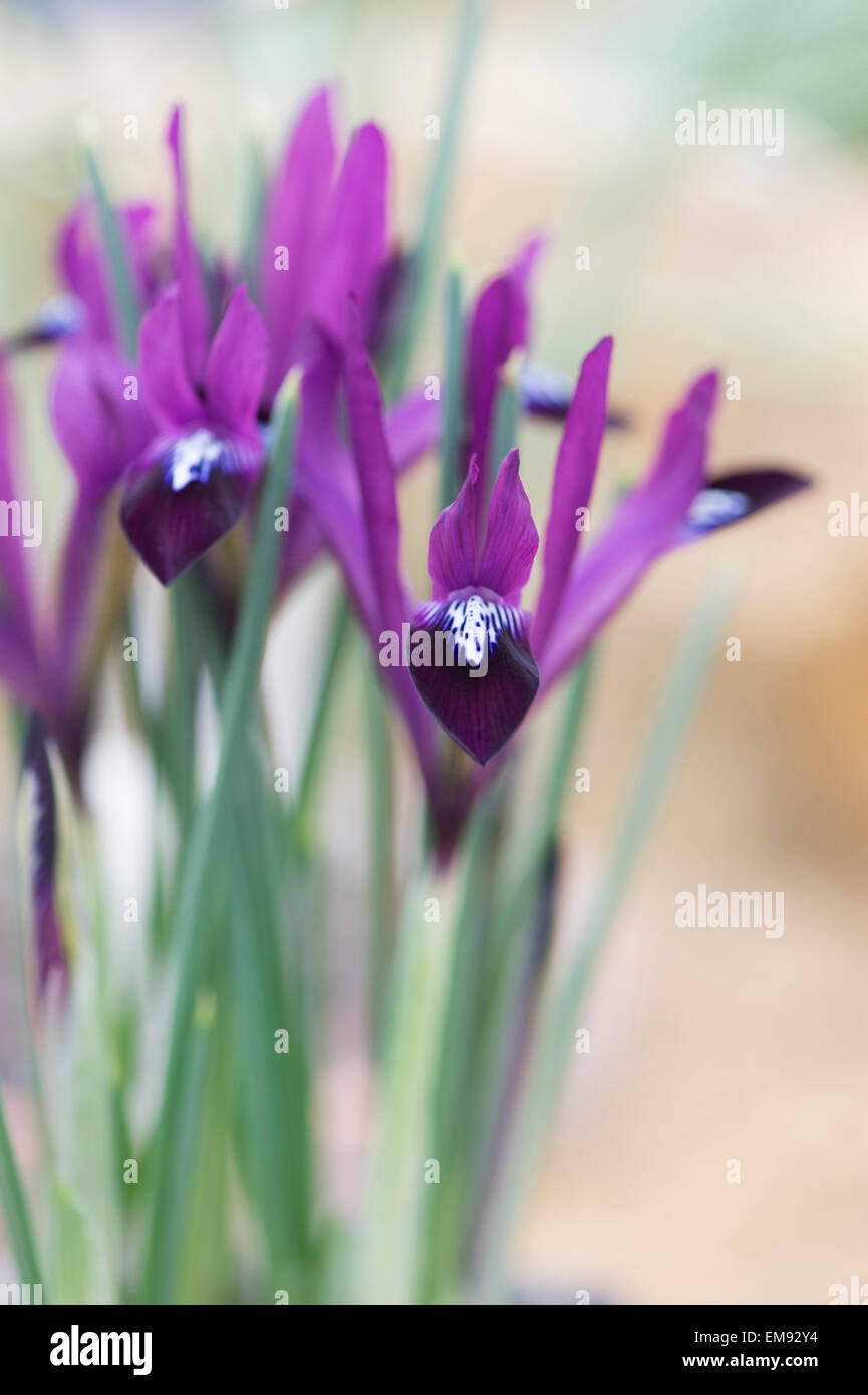 Iris reticulata Purple Gem. Iris nain Banque D'Images