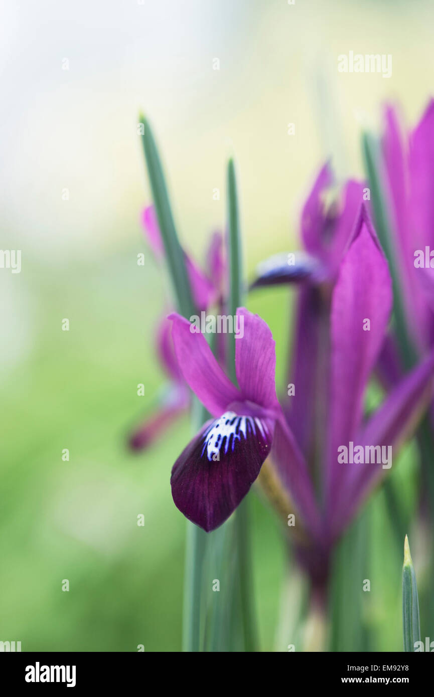 Iris reticulata Purple Gem. Iris nain Banque D'Images