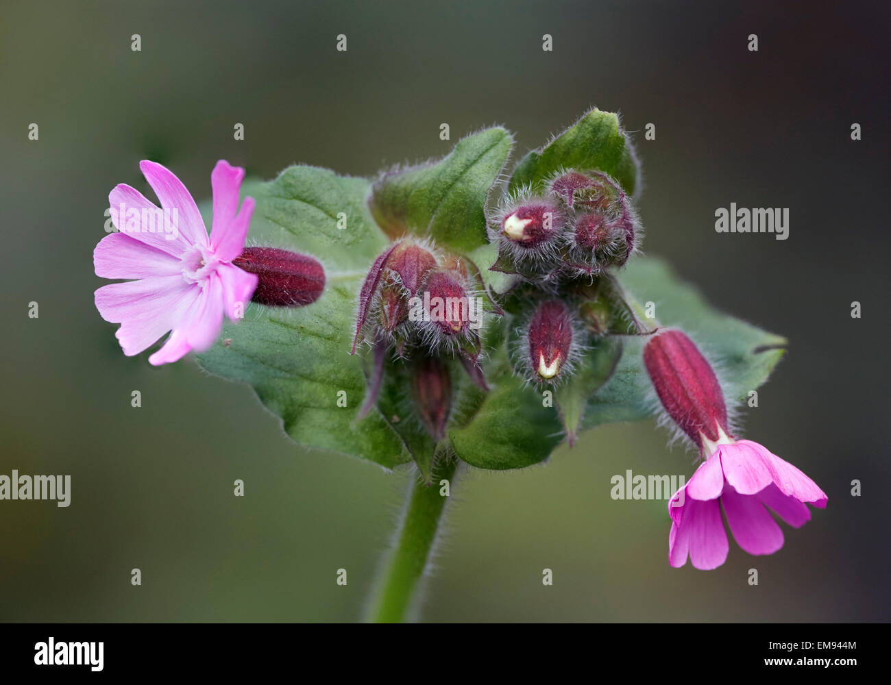 Red Campion. Commune de West End, ESHER, Surrey, Angleterre. Banque D'Images