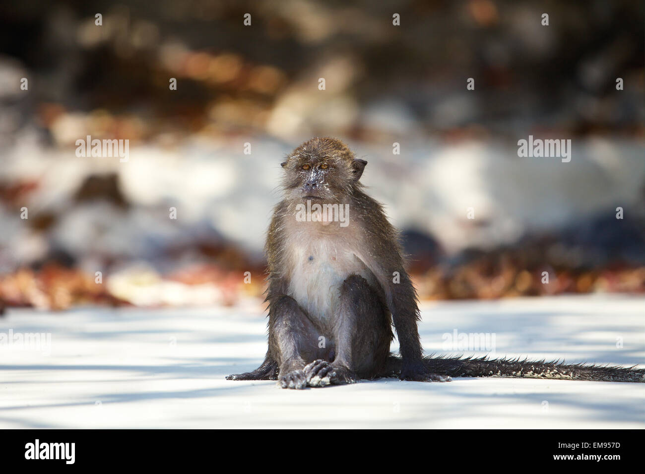 Petit singe sauvage assis sur la plage de sable blanc Banque D'Images