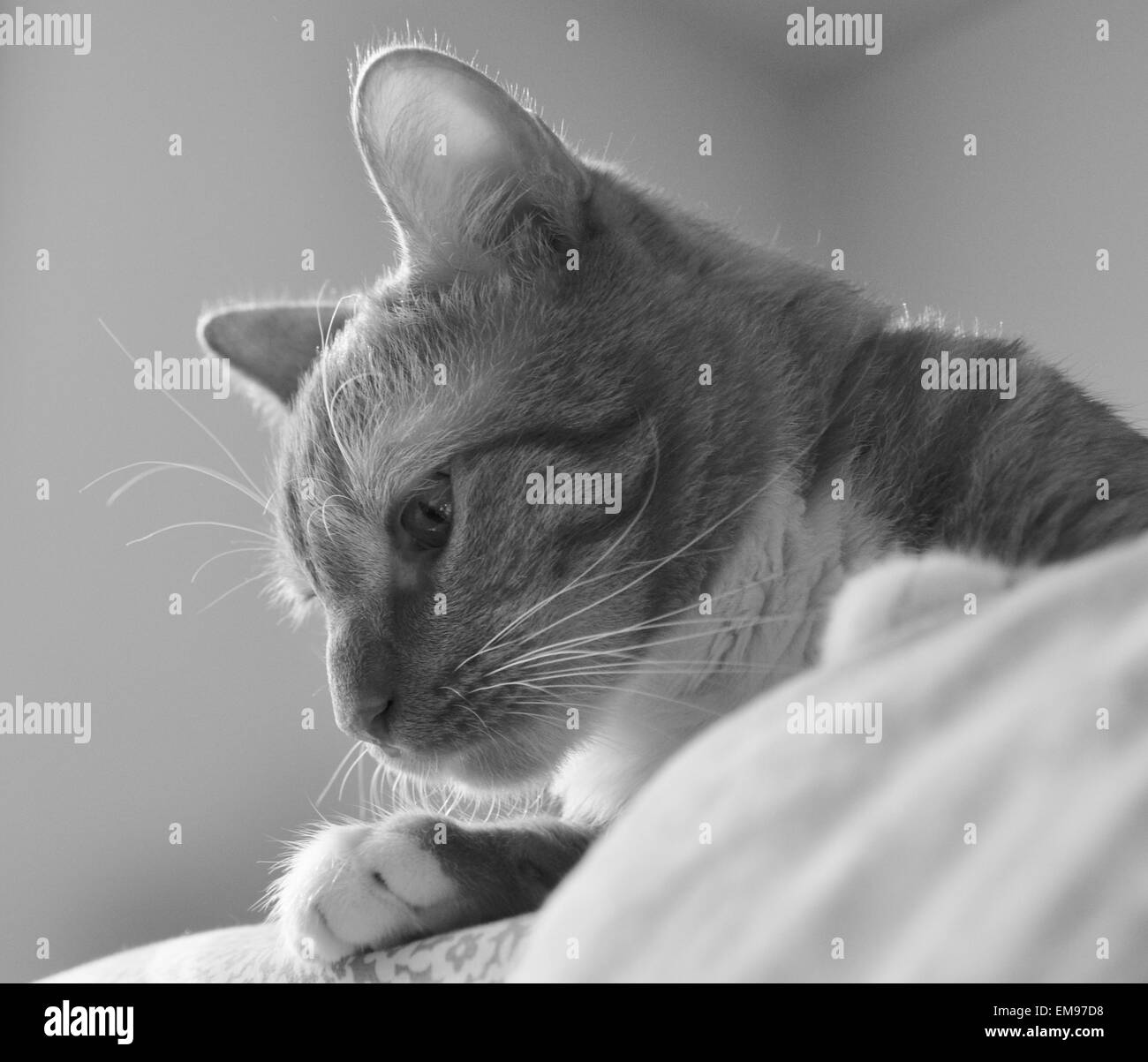Noir et blanc à rayures de tigre chat curieux. Banque D'Images