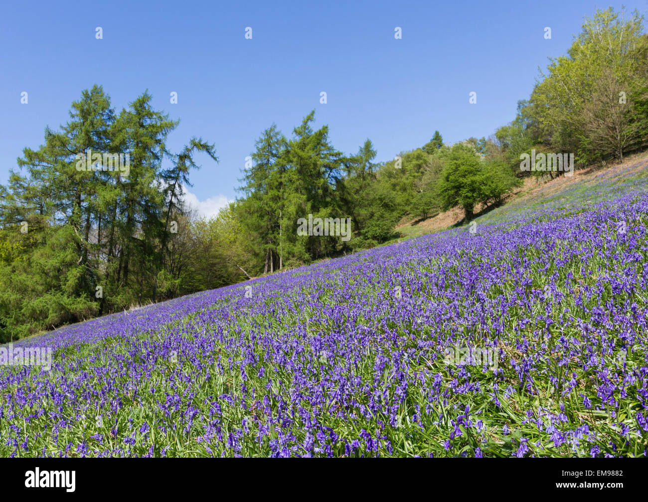 Bluebell commun Hyacinthoides non-scripta domaine à Black Hill collines Malvern Herefordshire Banque D'Images