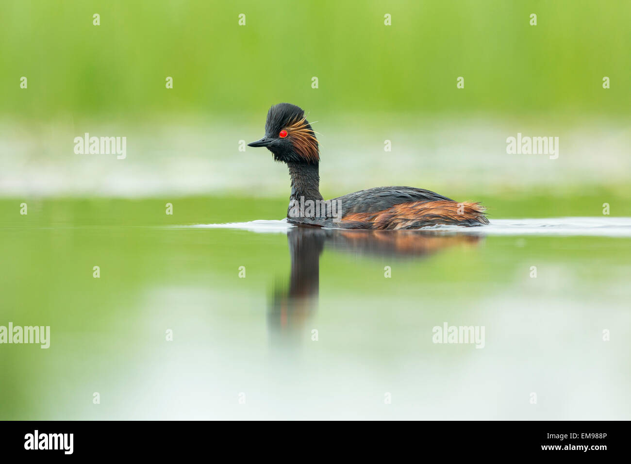 Hot Black-necked Grebe Podiceps nigricollis nager contre le feuillage vert luxuriant de marsh, Tiszaalpár, Hongrie Banque D'Images