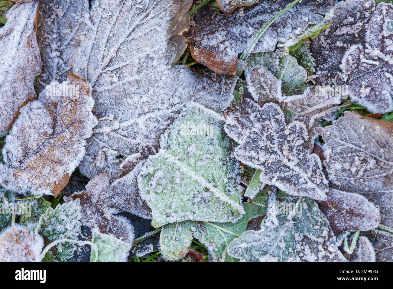 Close up of glacial feuilles congelées quercus robur chêne érable sycomore acer pseudoplatanus lierre sur terrain collines Malvern Worcestershire Banque D'Images