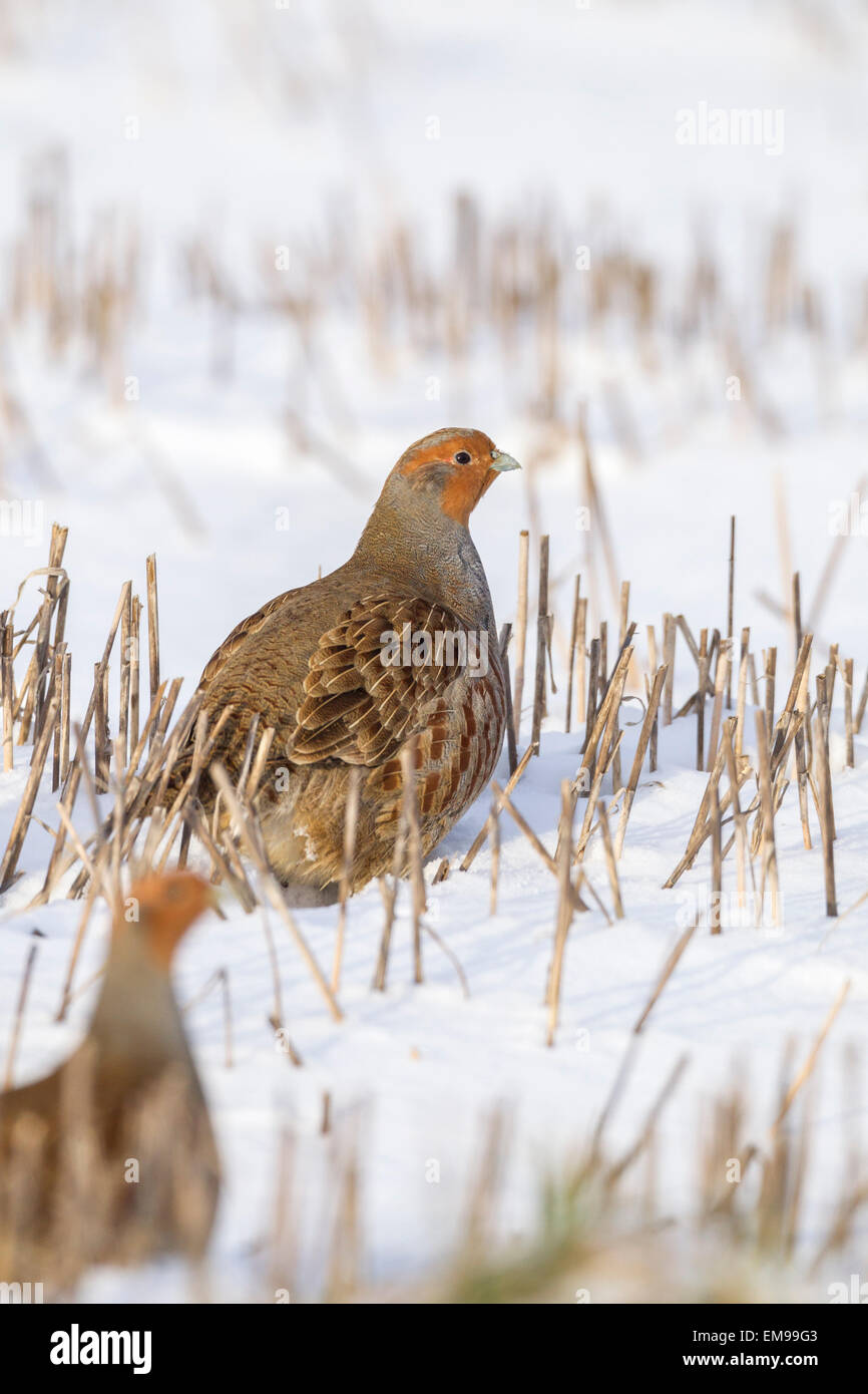 Paire de Perdrix grise Perdix perdix portrait debout dans la neige a couvert le champ de récolte Snettisham Norfolk Banque D'Images