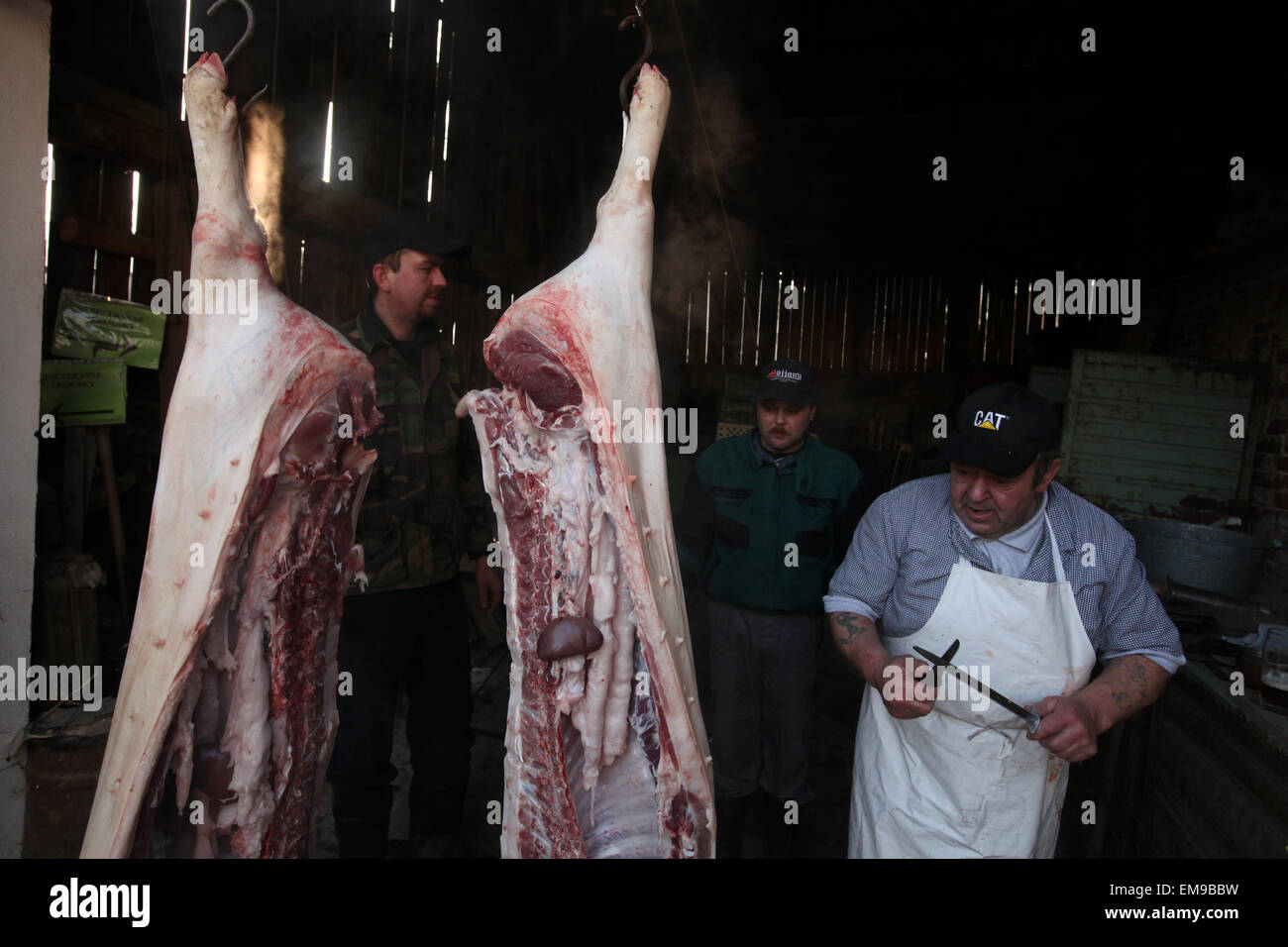 Rudolf boucher coupe Sainte un cochon au cours d'un abattage de porcs traditionnels public Mardi Gras appelé 'zabijacka' dans le village de Vsen près de Turnov, République tchèque. Banque D'Images