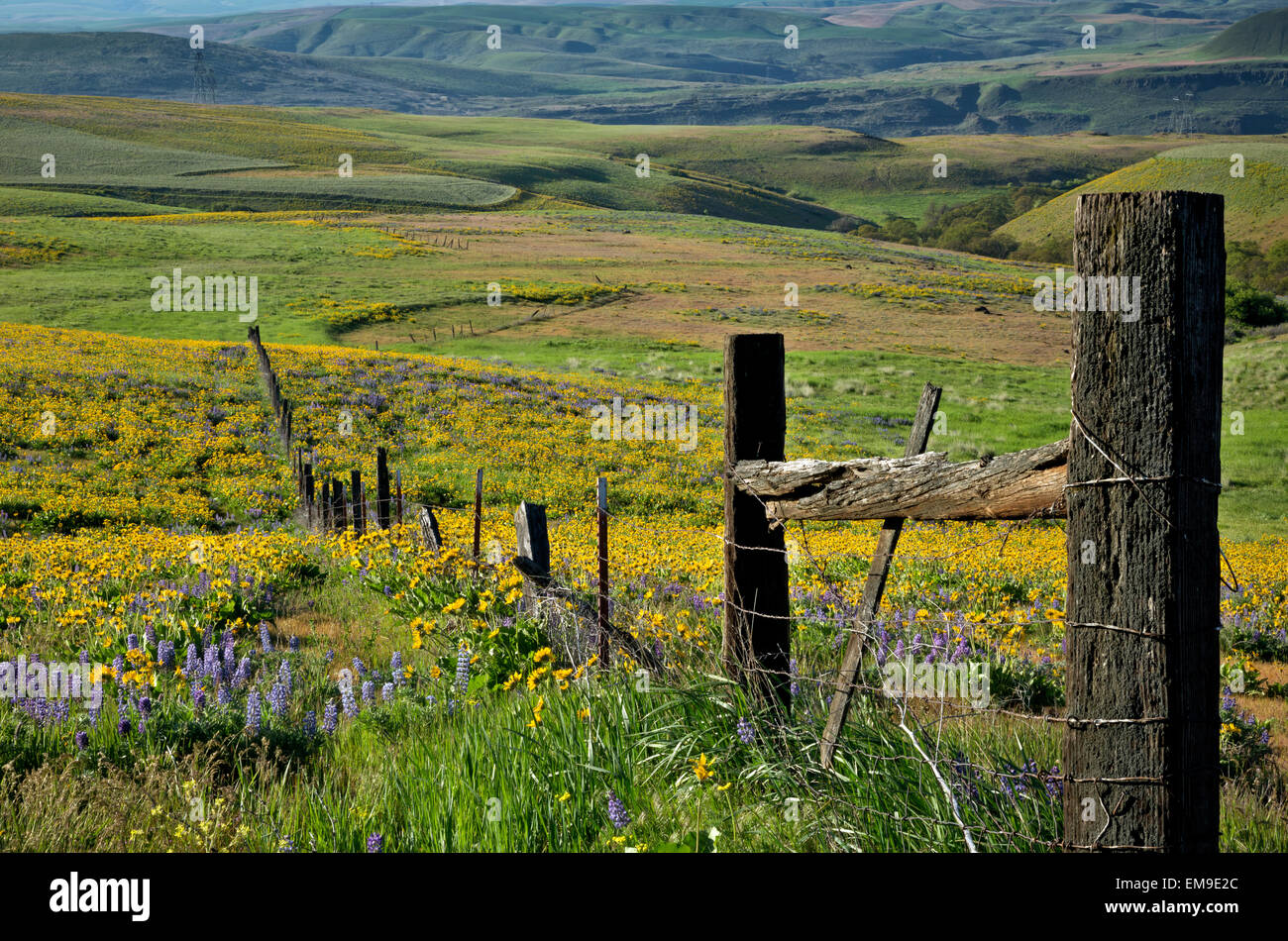 WA10367-00...WASHINGTON - Clôture et fleurs sauvages dans le département de la Mountain Ranch domaine de Columbia Hills State Park. Banque D'Images