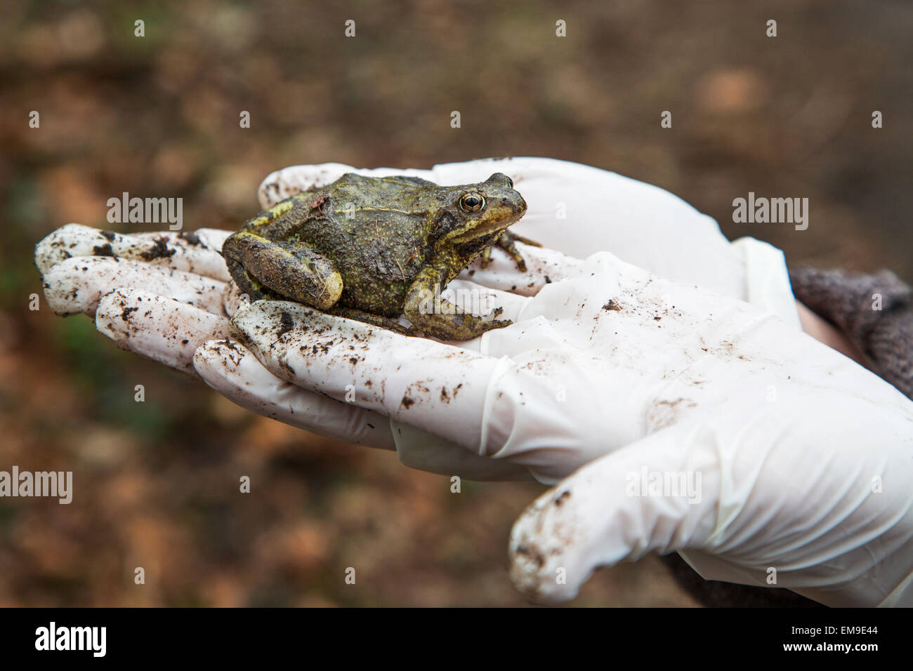 Personne tenant commun européen brown frog (Rana temporaria) dans la main gantée Banque D'Images