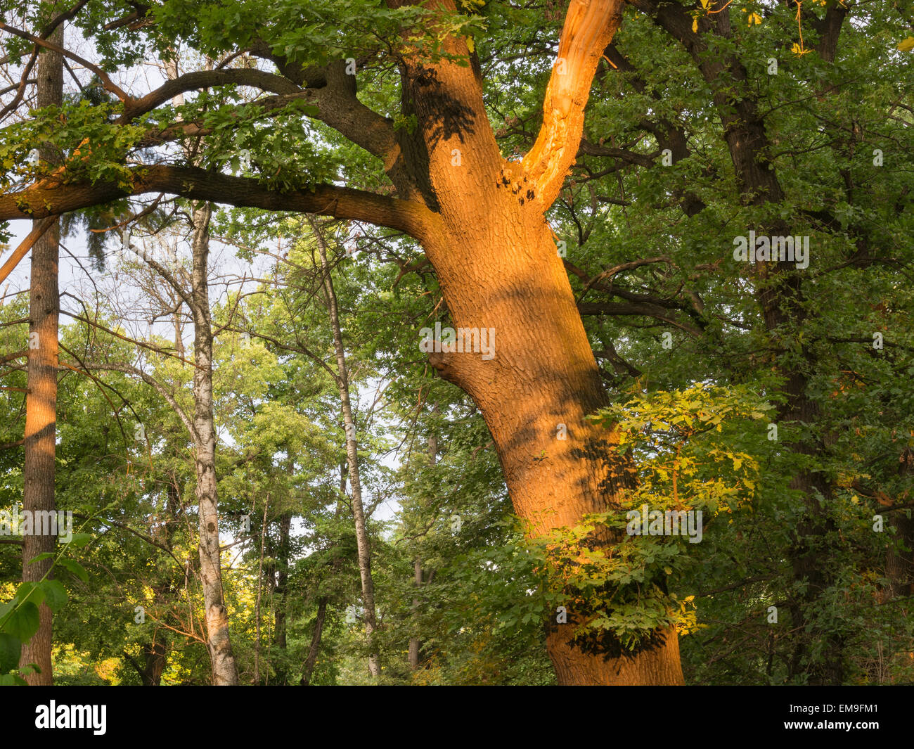 Forêt avec la dernière du soleil brillant à travers les arbres Banque D'Images