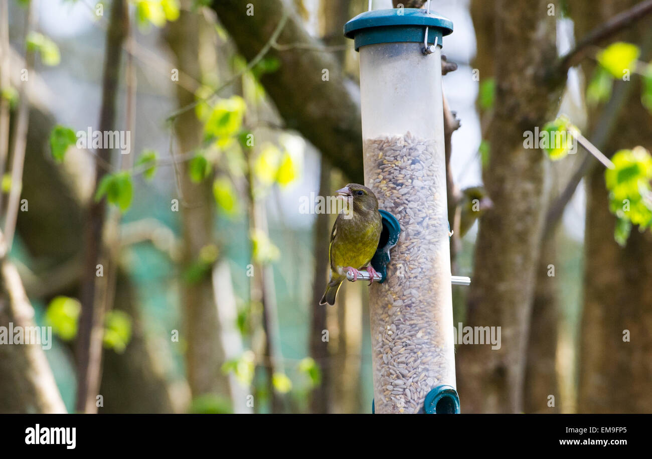 Chloris Chloris Greenfinch européen sur un birdefeeder le jardin Banque D'Images