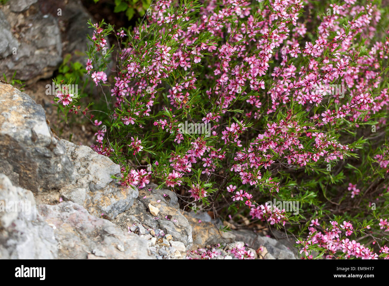 Prunus tenella, amandier nain de Russie Banque D'Images