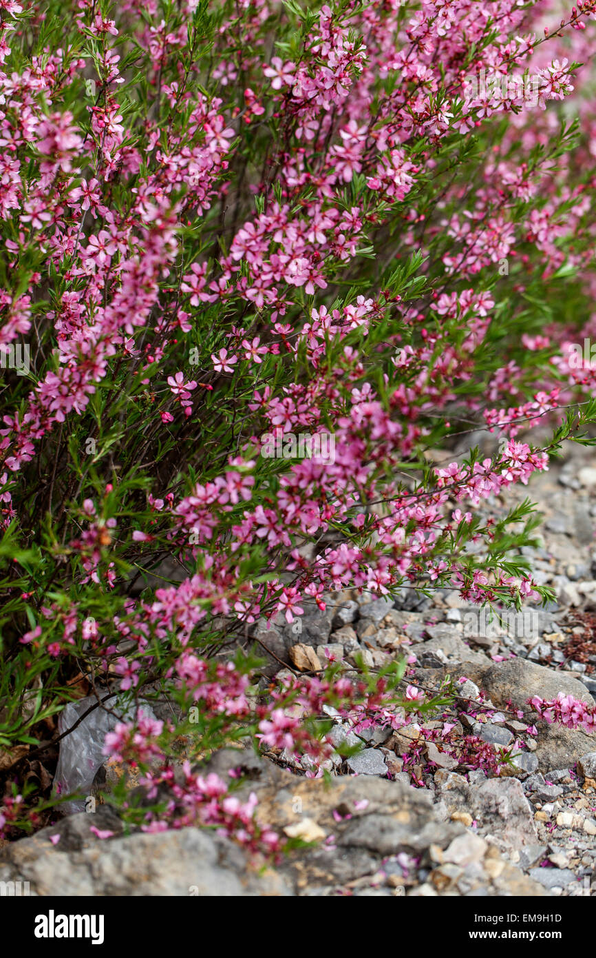 Prunus tenella, amandier nain de Russie Banque D'Images