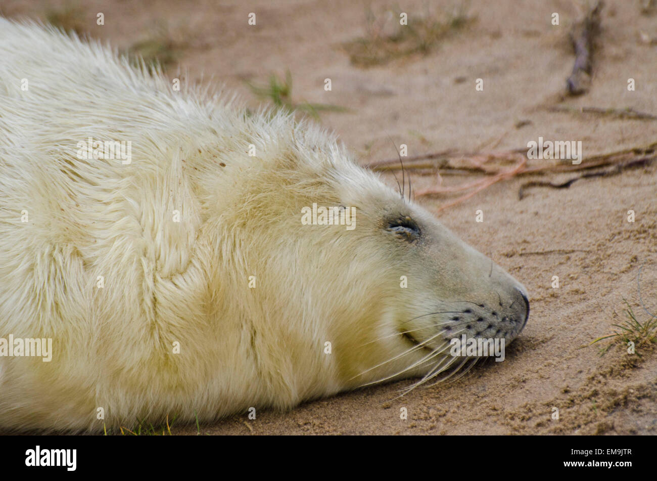 Le Royaume-Uni dispose de 70 % de la population de phoques gris, ainsi son important nous protéger les sites de reproduction le long de la côte est d'aider à con Banque D'Images
