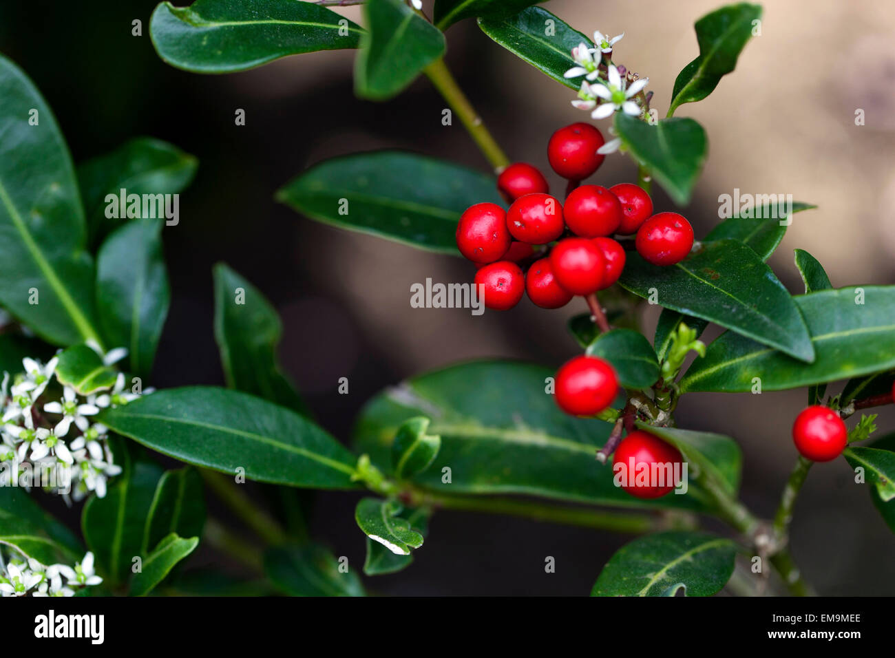 Skimmia japonica arbuste en fleurs au printemps Banque D'Images