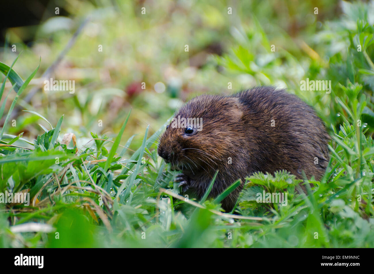 Le Campagnol de l'eau Banque D'Images