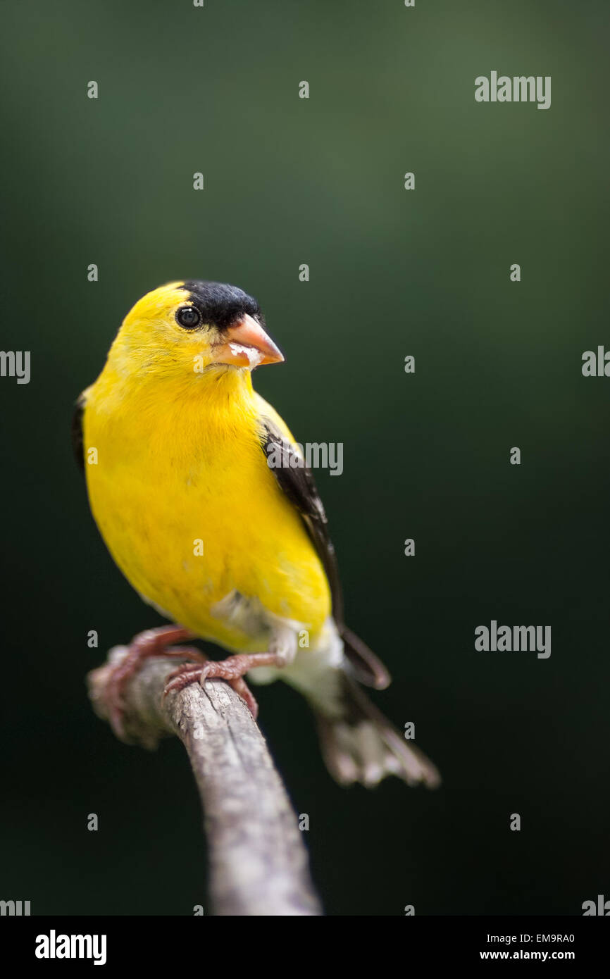 Un Américain de l'alimentation tandis que les graines d'or, perché sur une branche de pin. Banque D'Images
