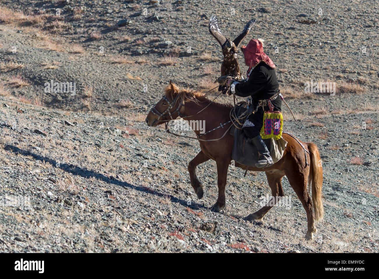 Eagle kazakhs hunter l'ascension d'une colline avec son aigle, l'ouest de la Mongolie Banque D'Images