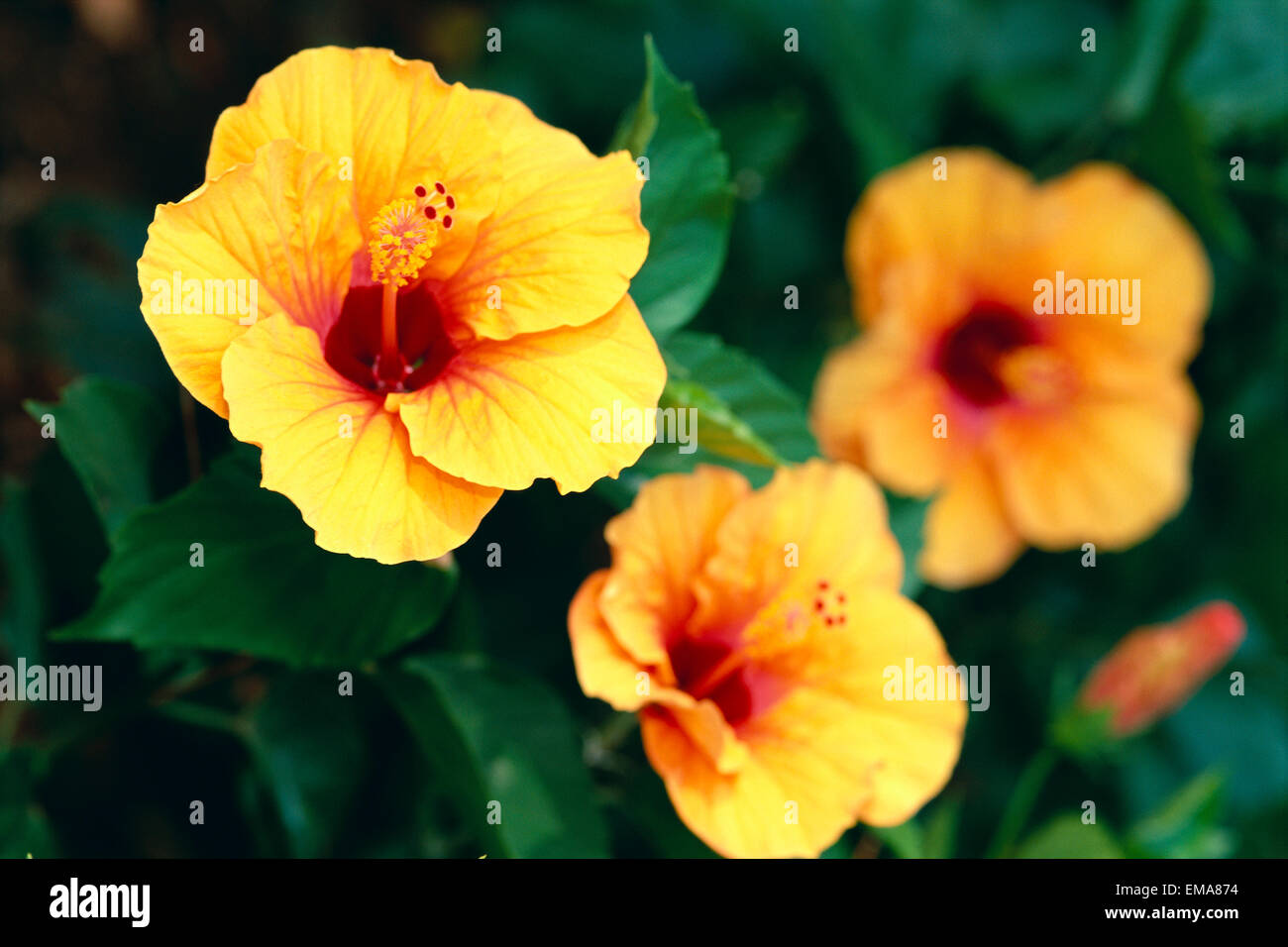 Trois Orange Jaune Fleur Dhibiscus Avec Centre Rouge Foncé