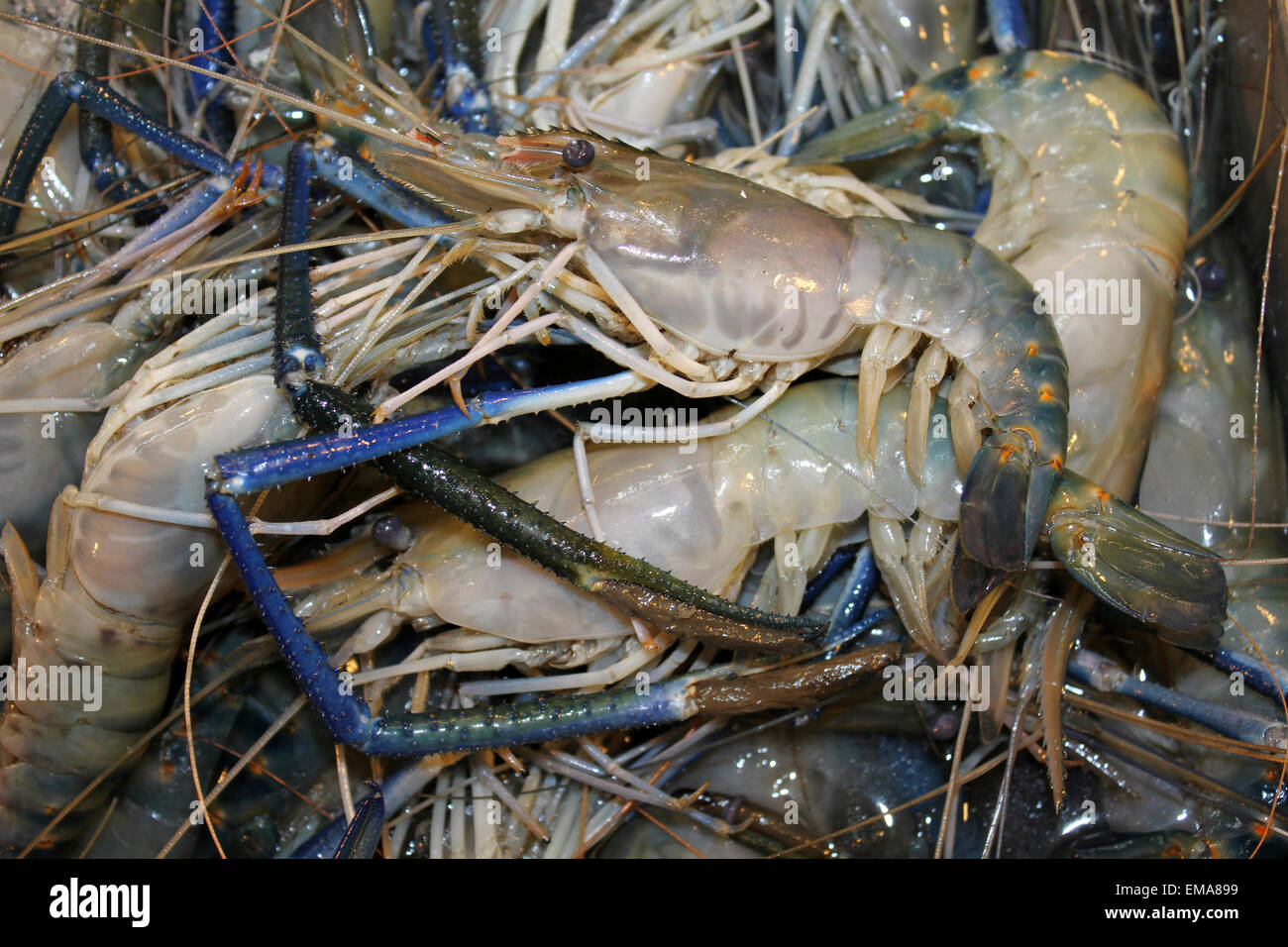 Crevette à pattes bleu Macrobrachium rosenbergii à vendre à un marché thaïlandais Banque D'Images