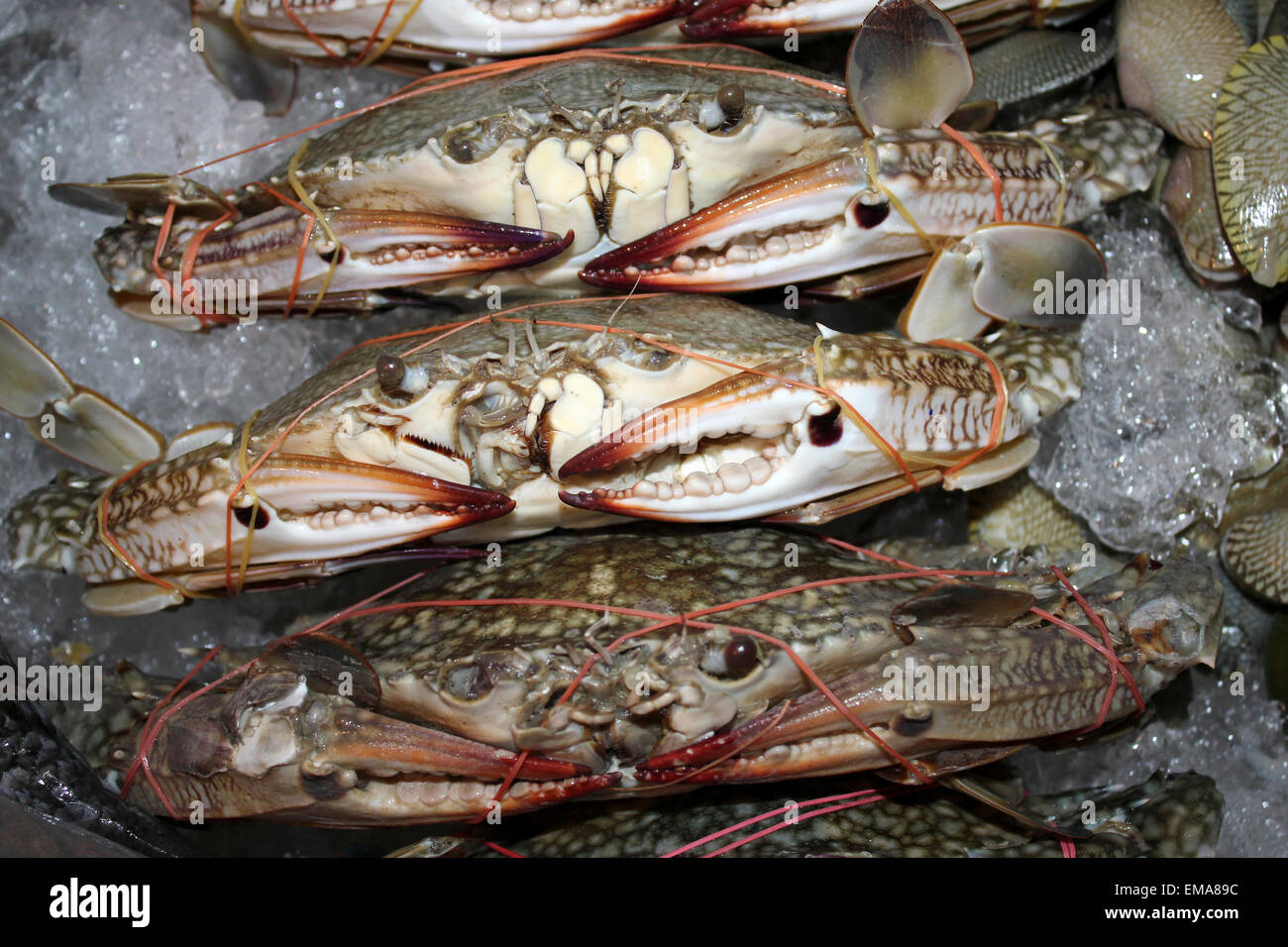 Les crabes frais sur la glace pour la vente dans un marché de la Thaïlande Banque D'Images