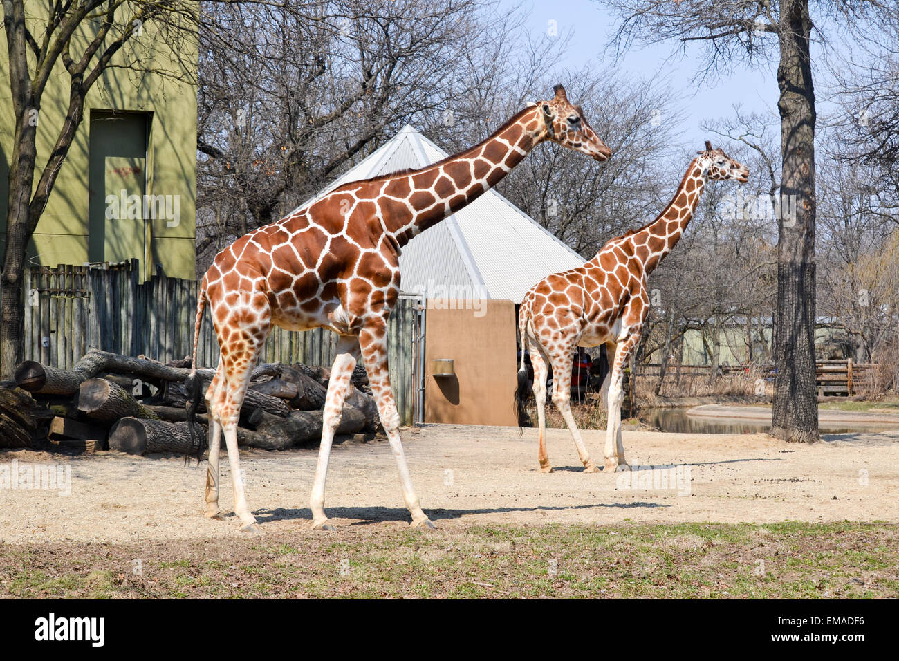 Les Girafes à l'extérieur d'avoir du plaisir. Banque D'Images