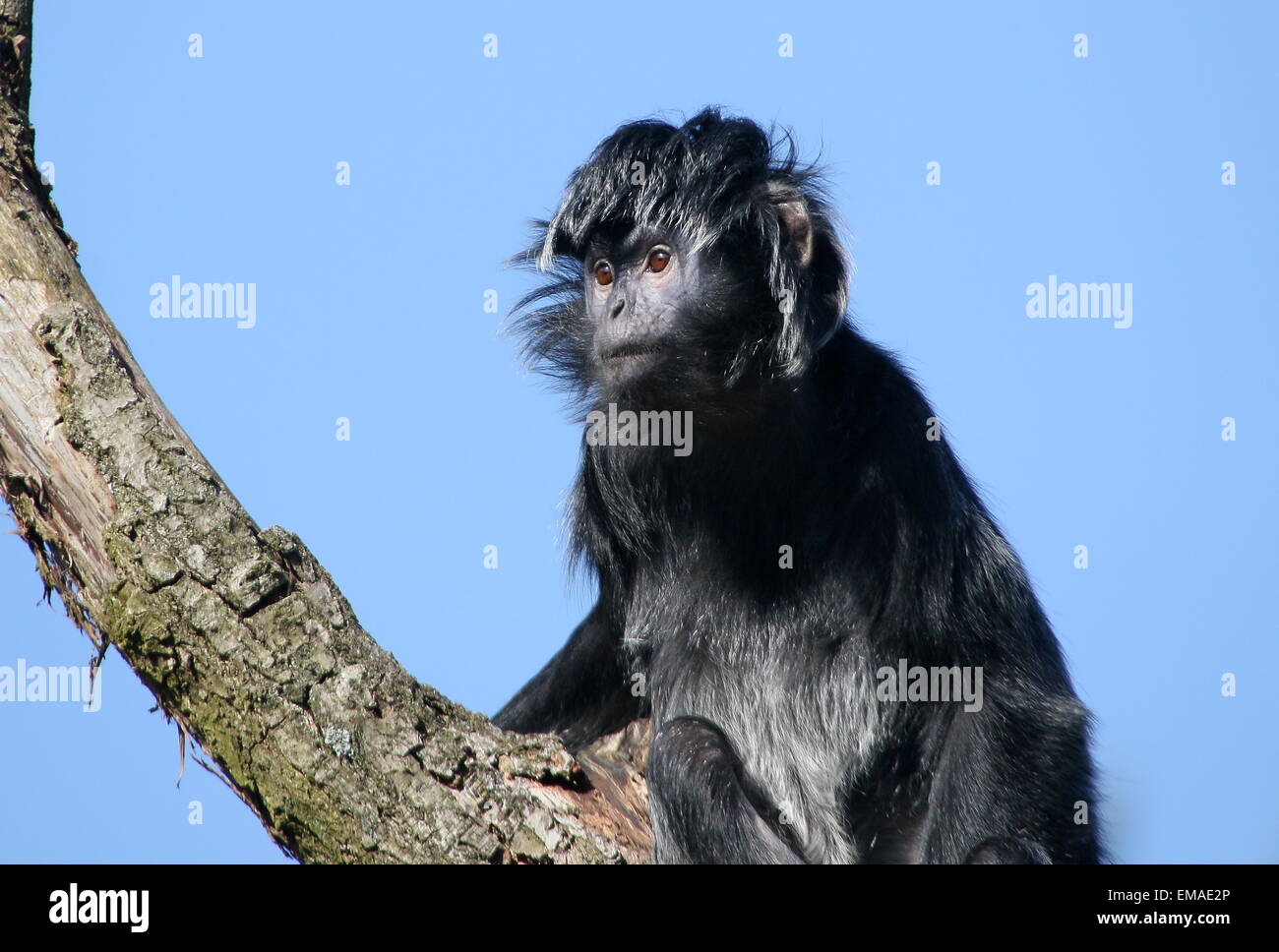 Homme Javan Lutung ou Langur monkey (Trachypithecus auratus) très haut dans un arbre Banque D'Images
