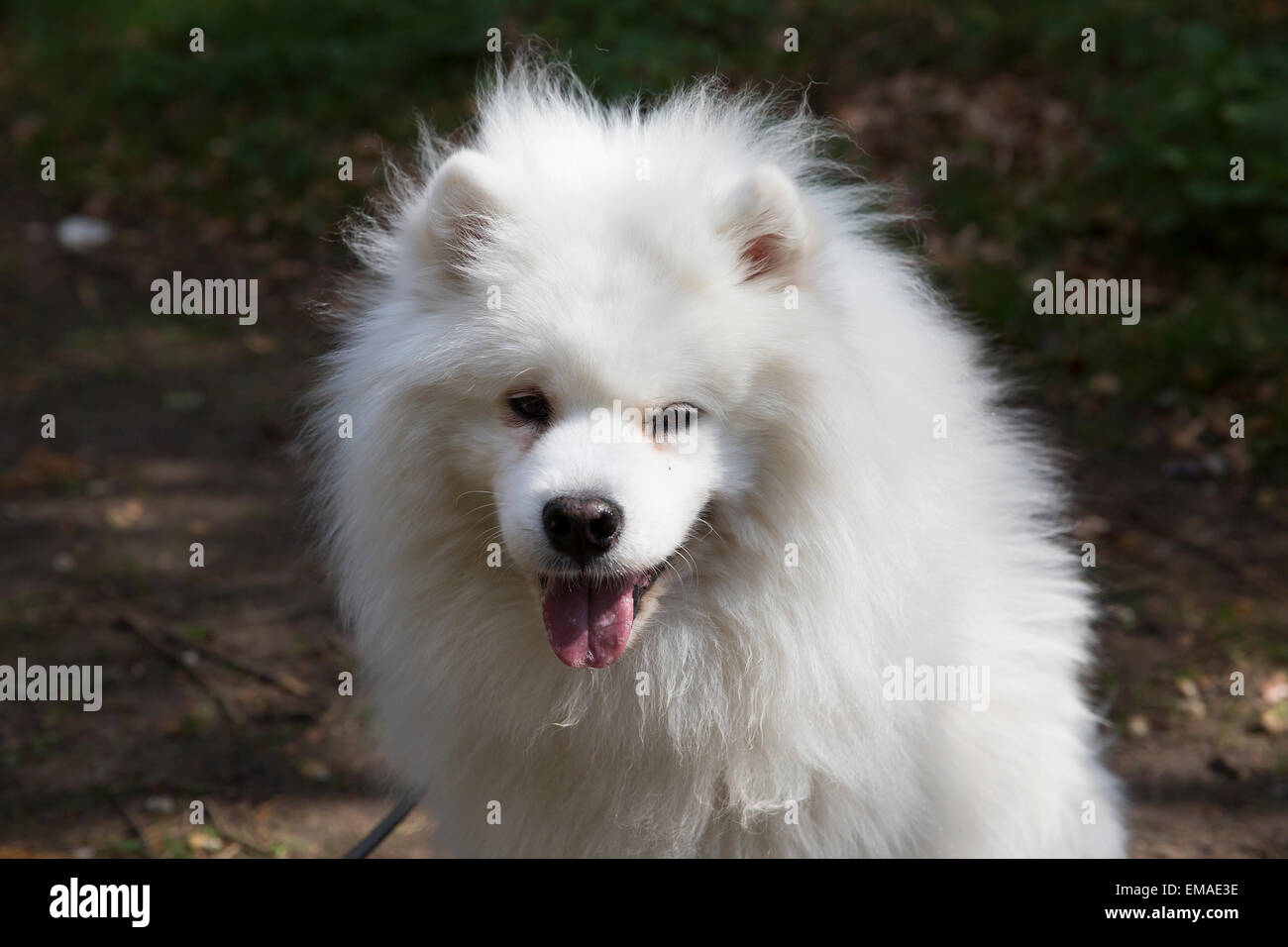 Chien de samouraï dans la forêt de Thetford Norfolk Photo Stock - Alamy