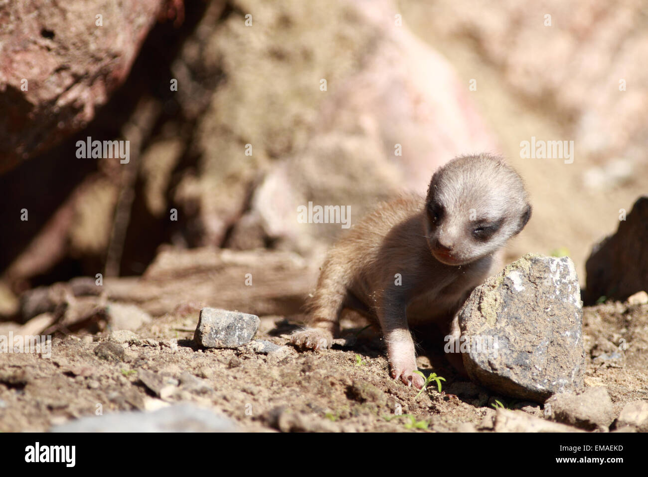 Meerkat bébé à un zoo britannique. Banque D'Images