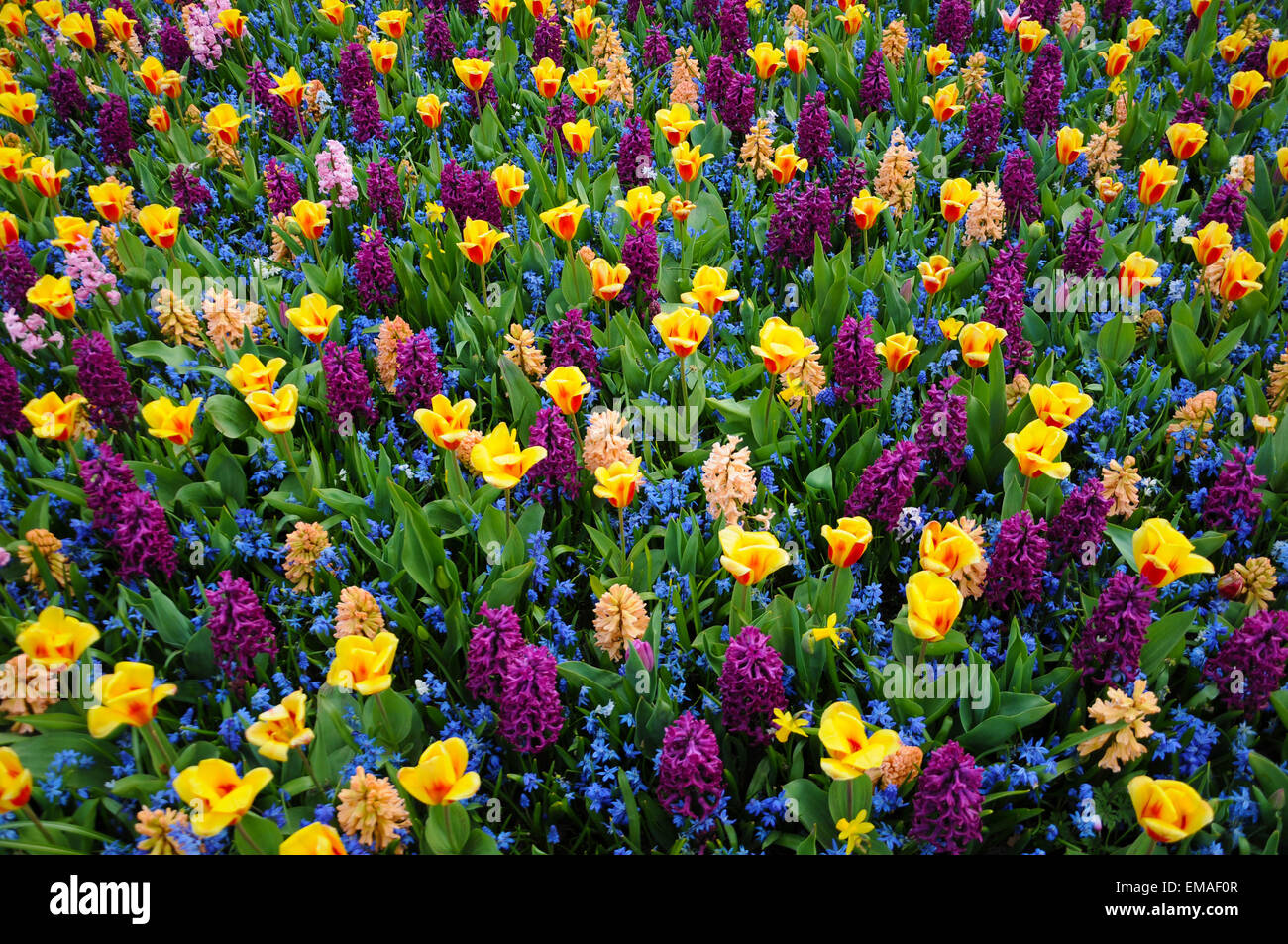 L'architecture de paysage de créativité au cours de la mise en page 2015 Keukenhof inspiré par Vincent Van Gogh. Banque D'Images